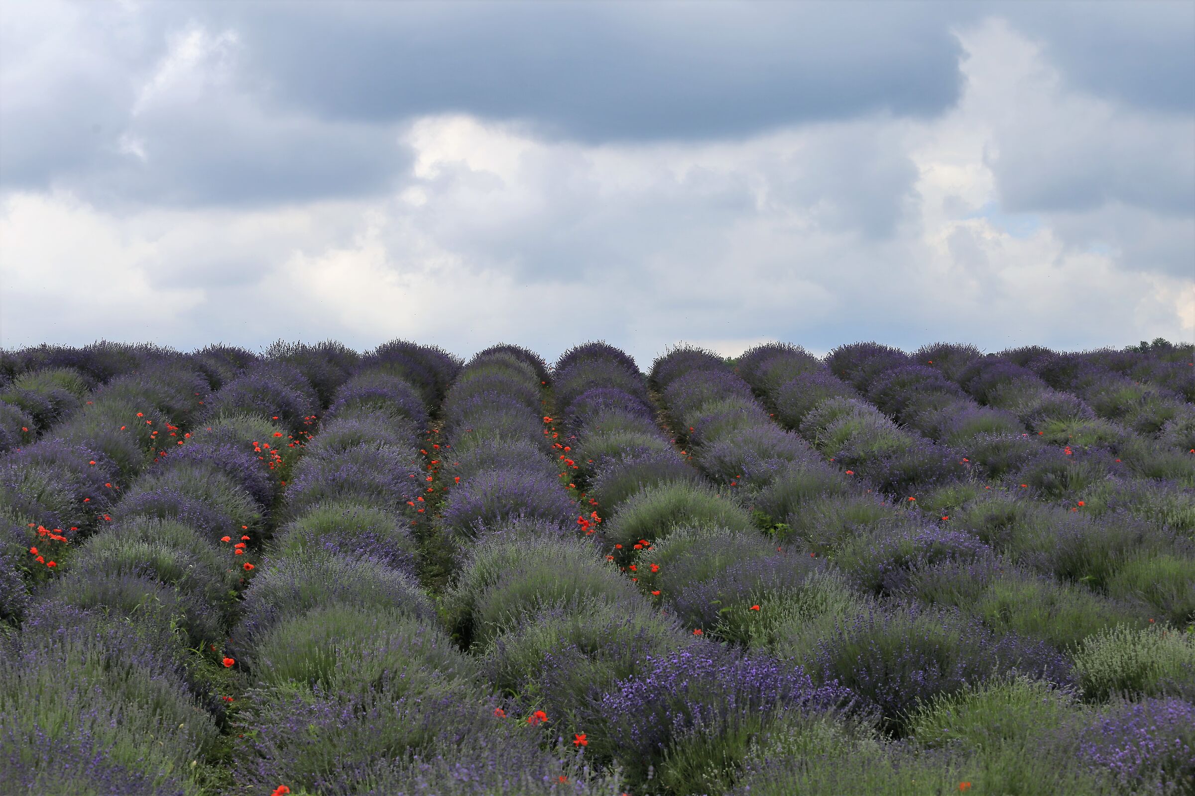 Provence ? no Munfrà!