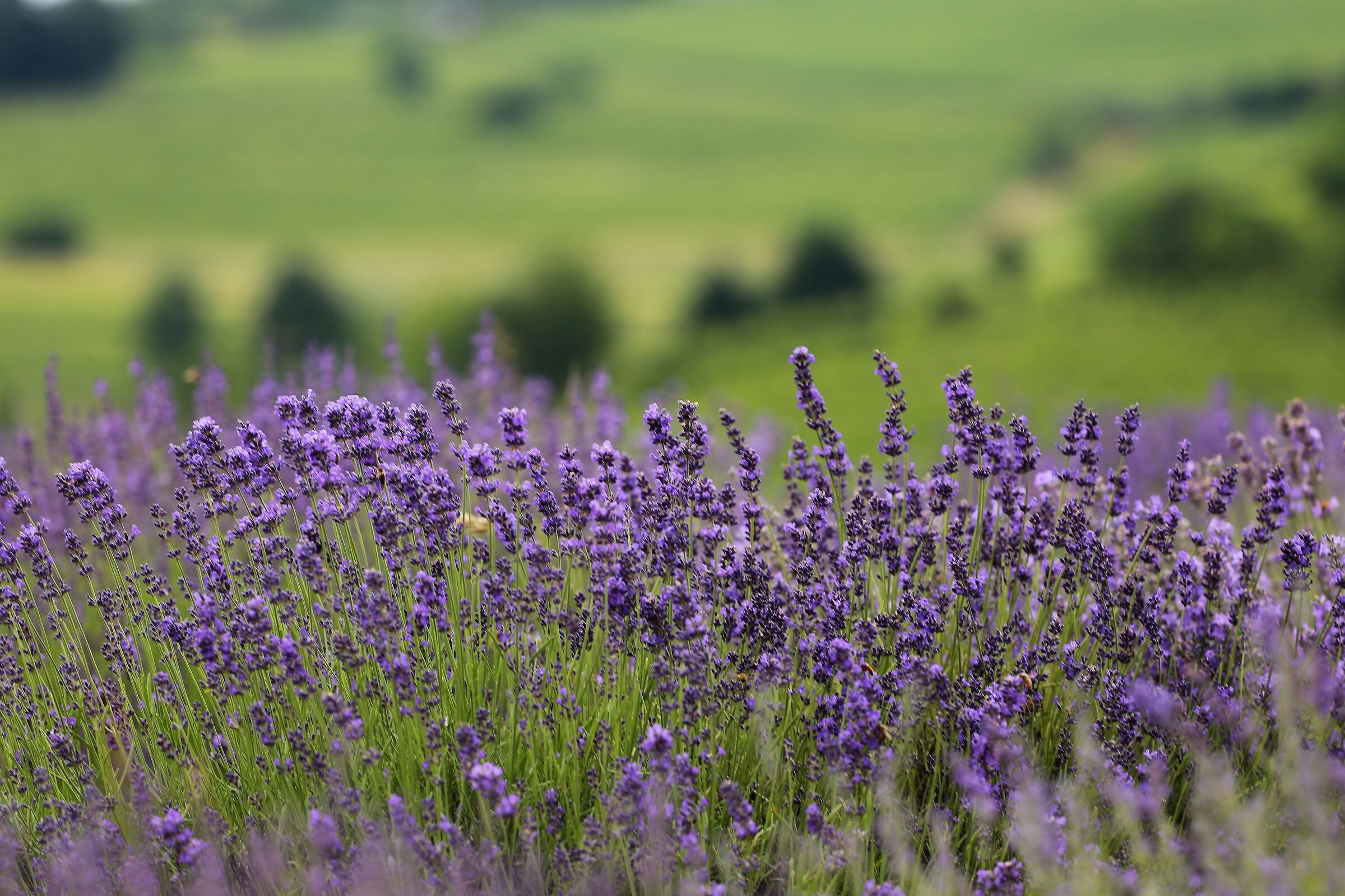 Lavanda nostrana