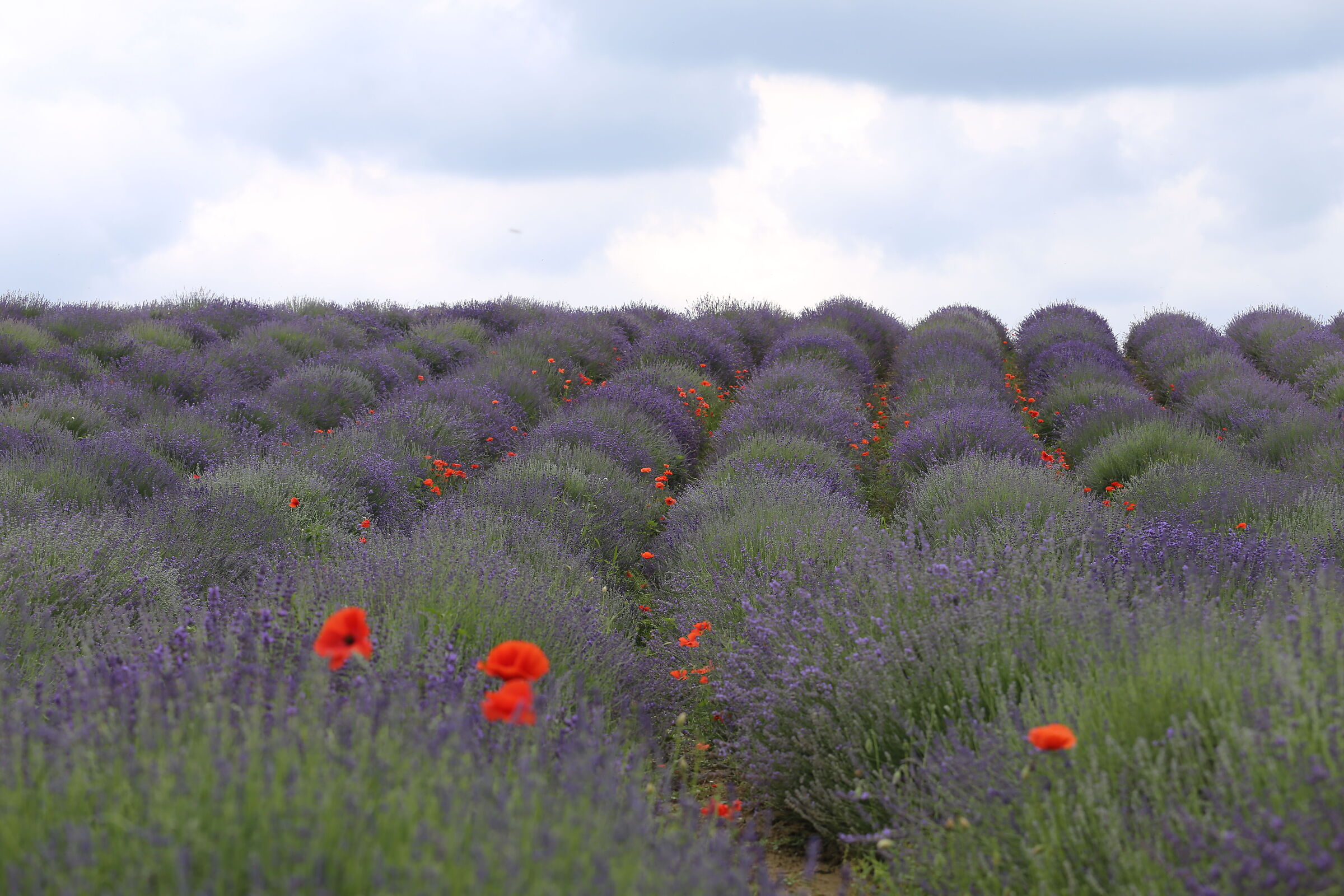 Lavanda-Castelnuovo don Bosco