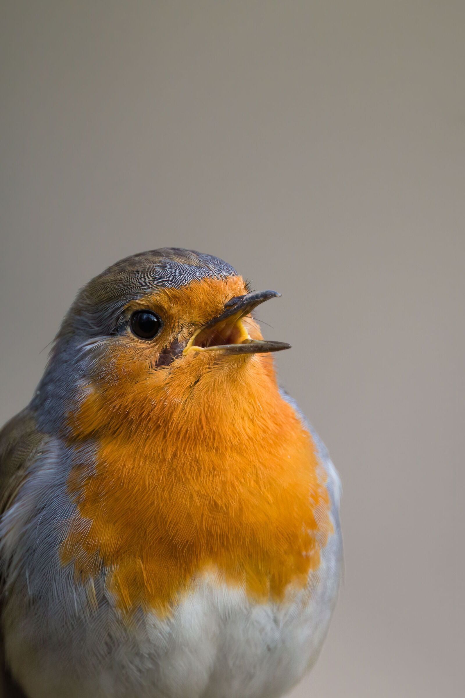 Erithacus rubecula