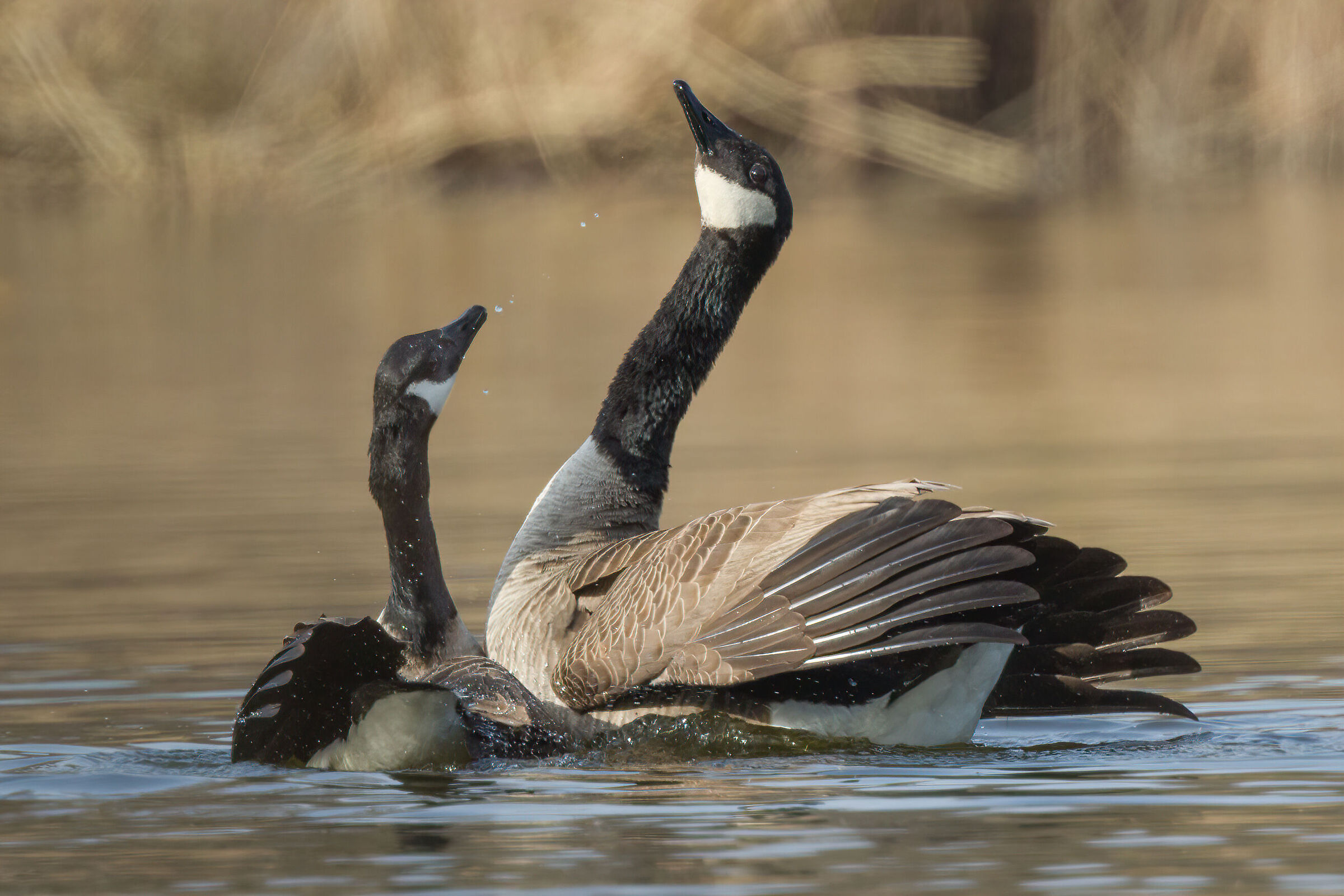Branta canadensis