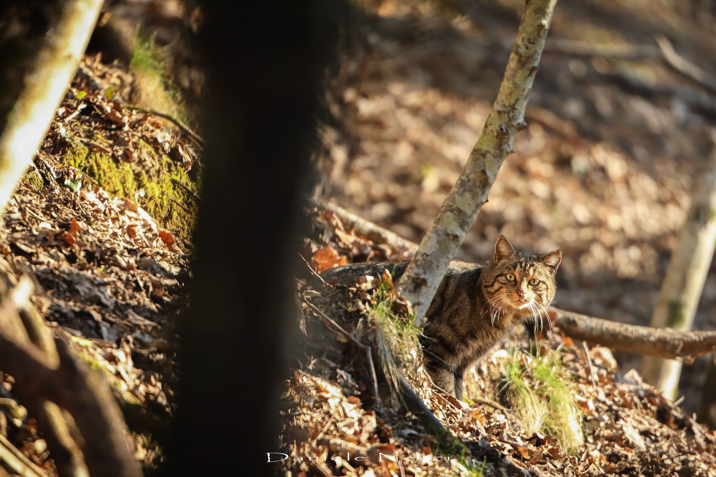 Giù, nel profondo bosco buio...