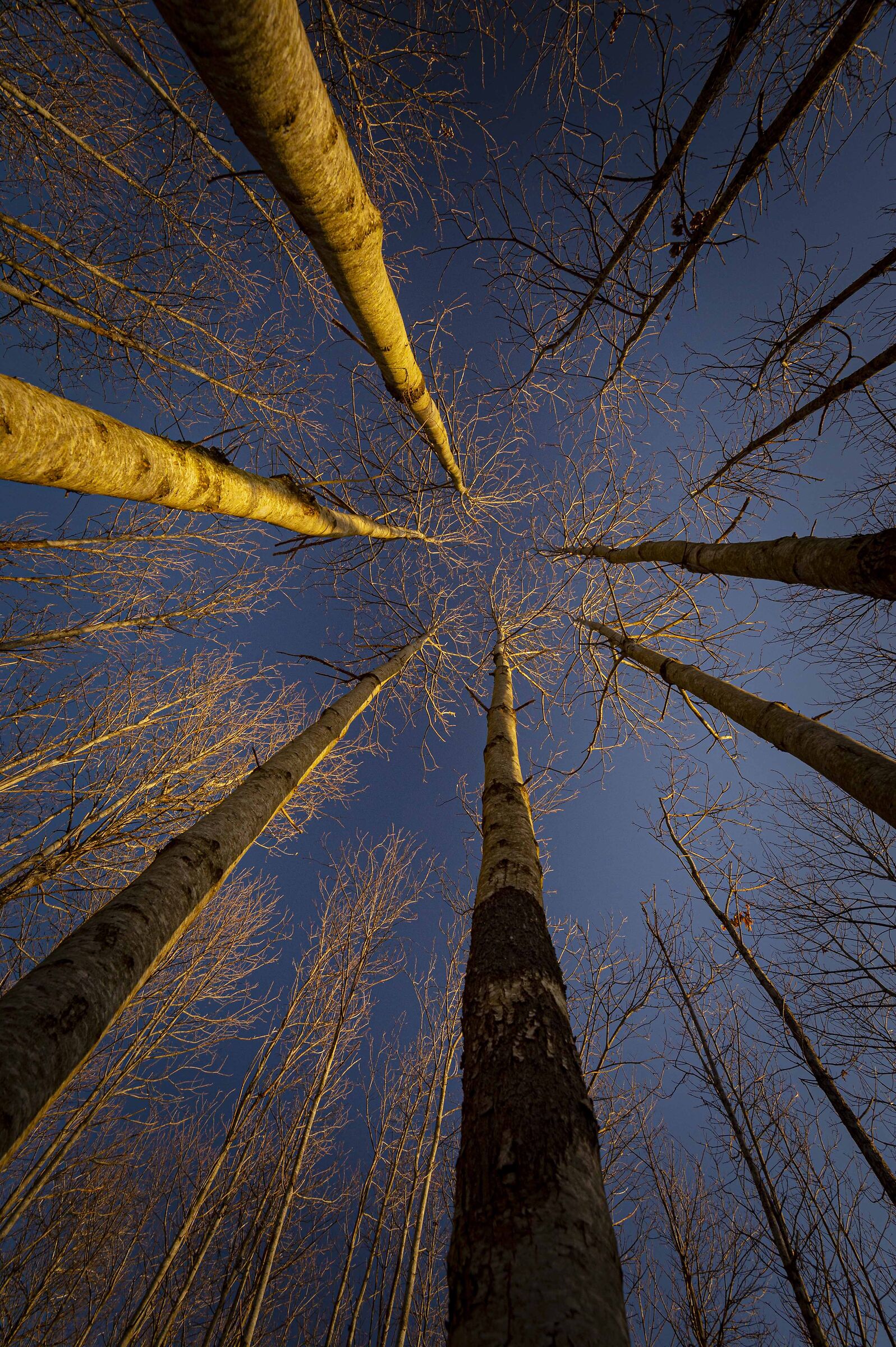 in the woods I look at something else .............