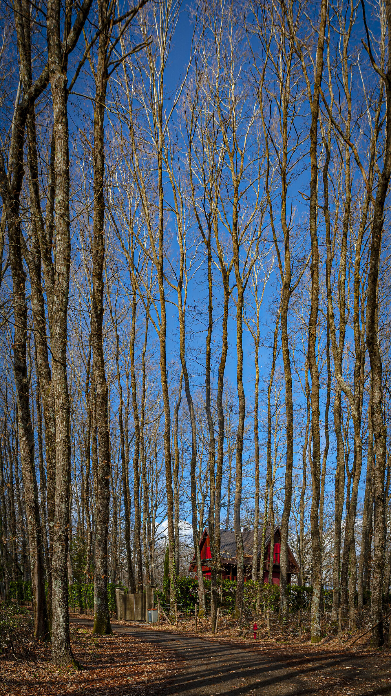 alberi come fili che ci portano in alto
