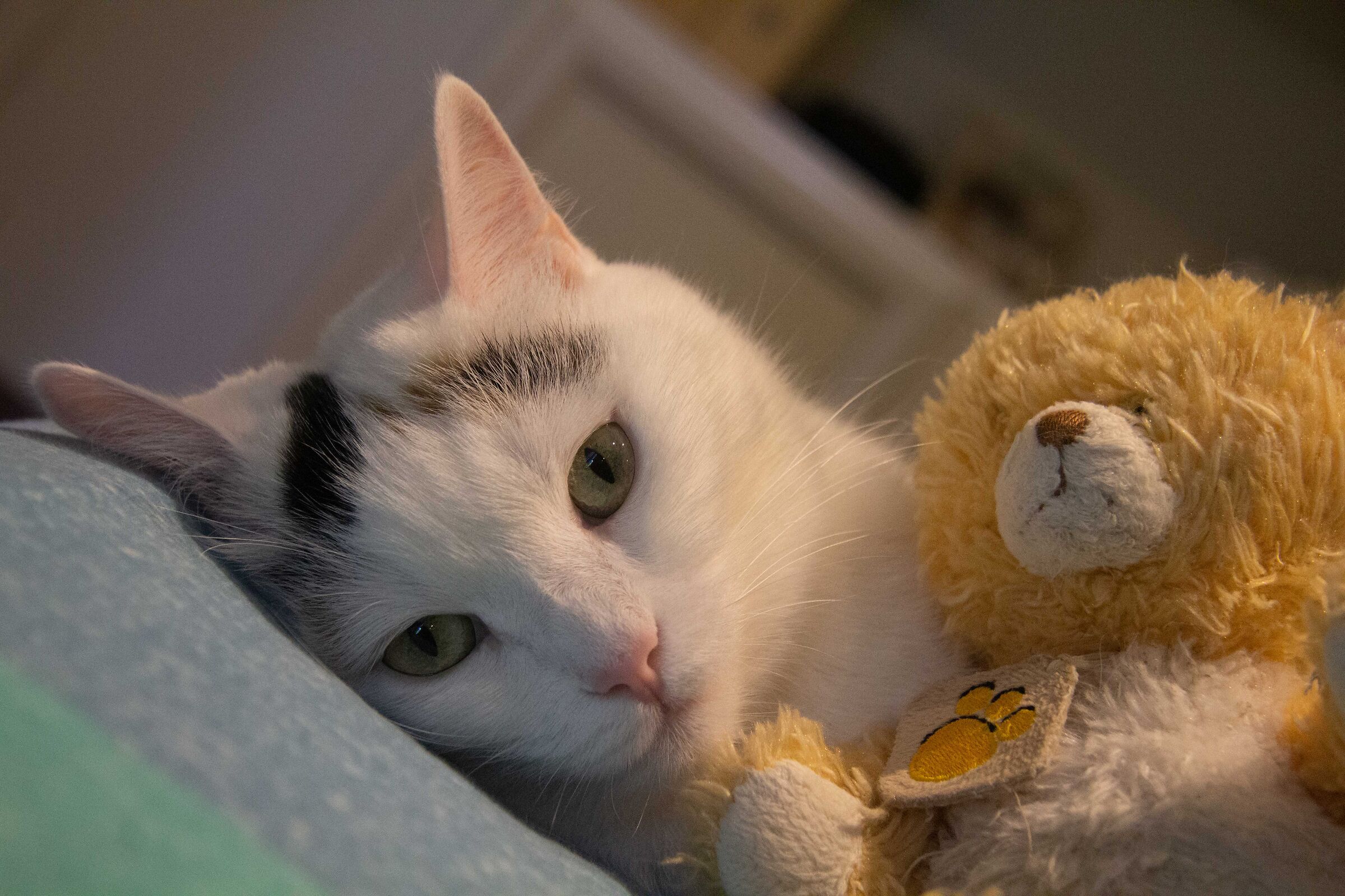 Maya and Mao, her favorite toy