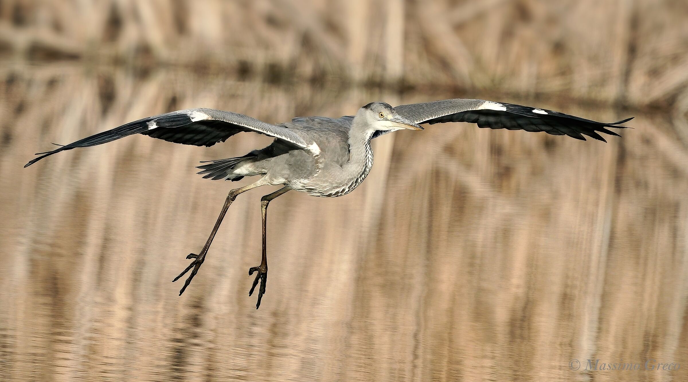 The Glider - Gray Heron