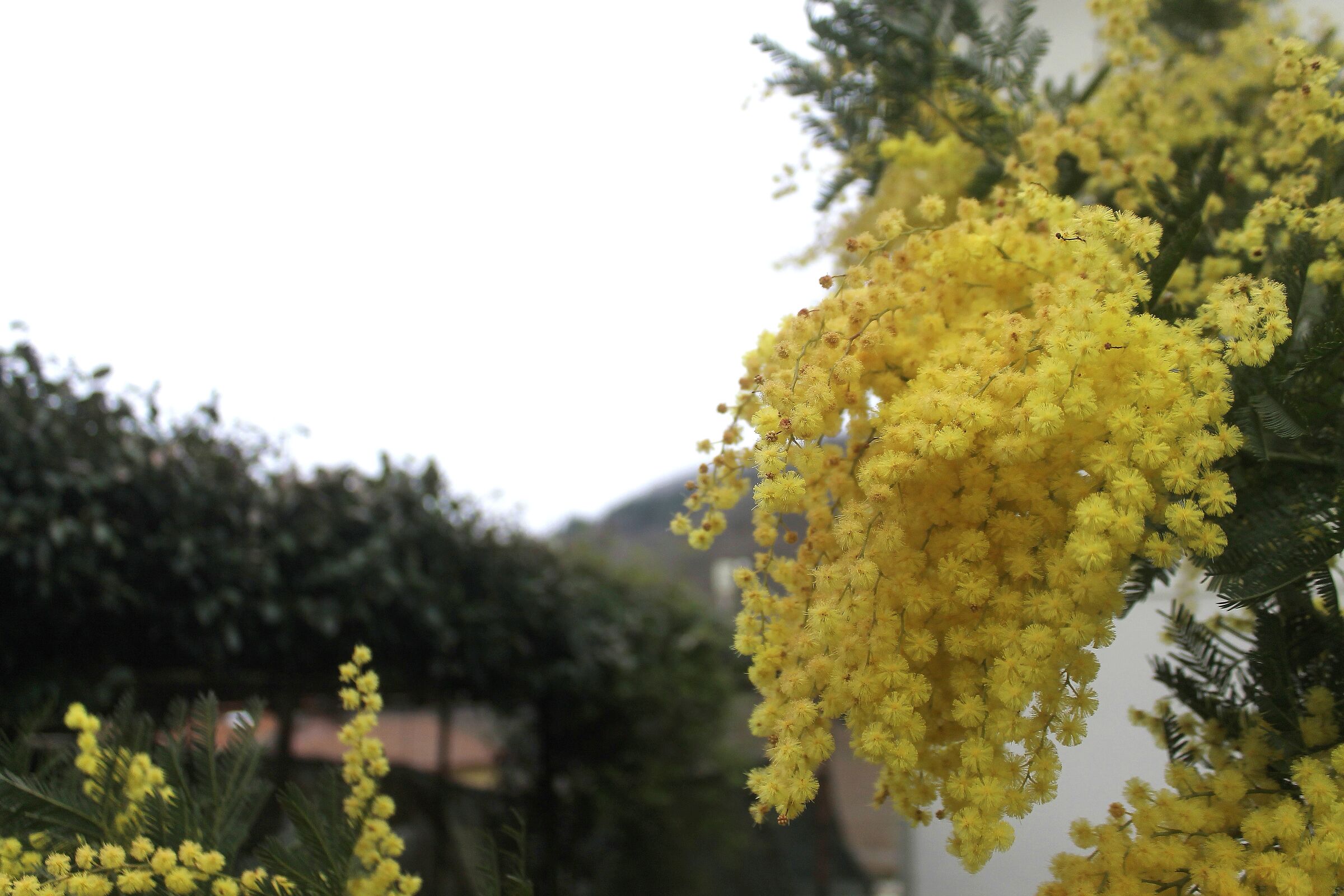 Fiori