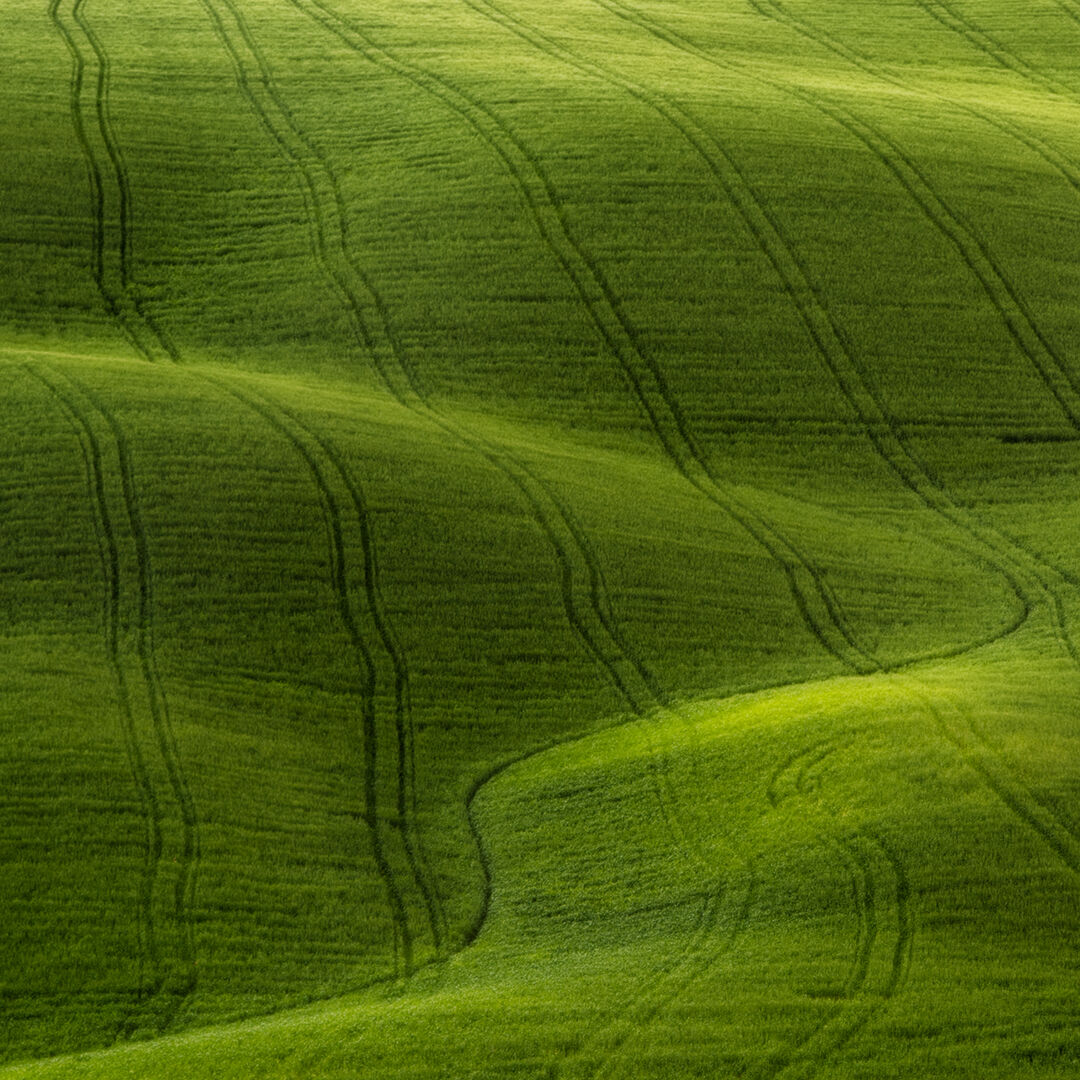 A ground full of grass