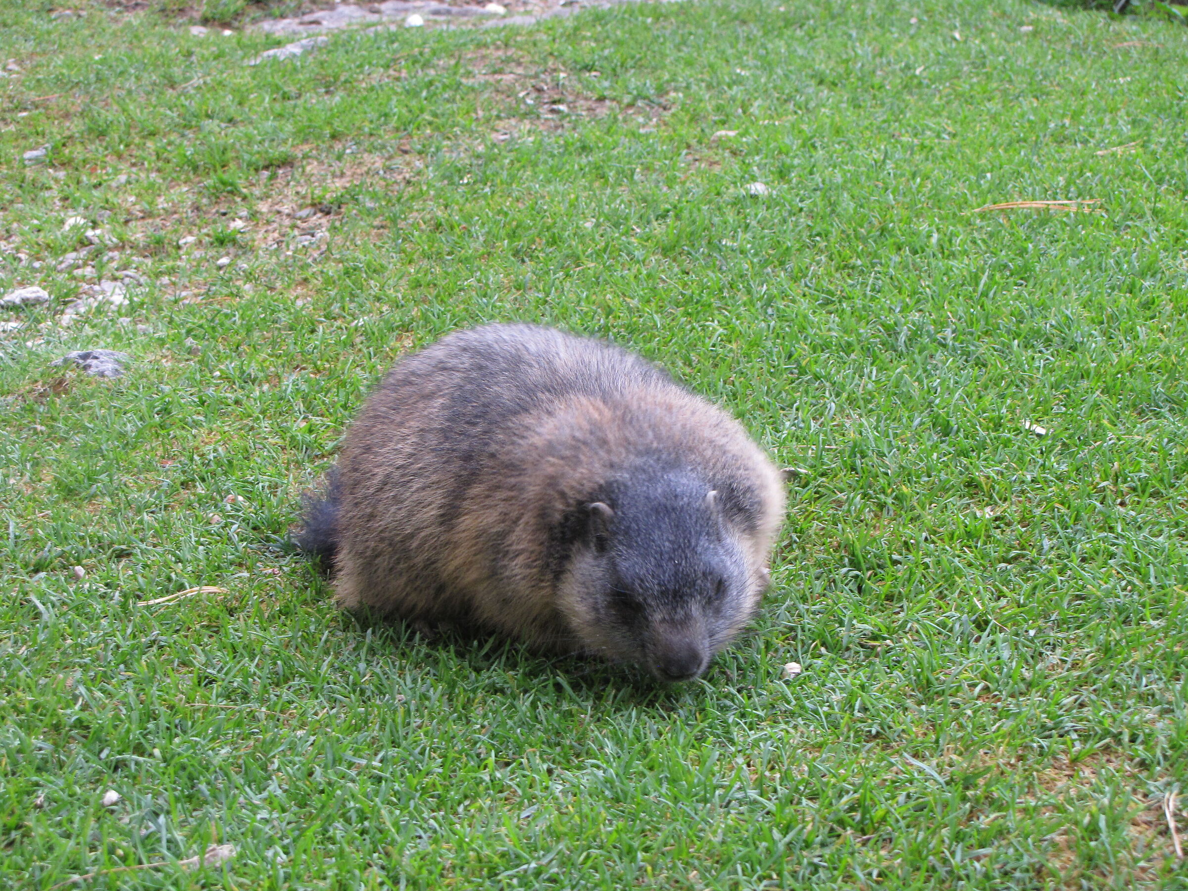 marmotte nel trentino