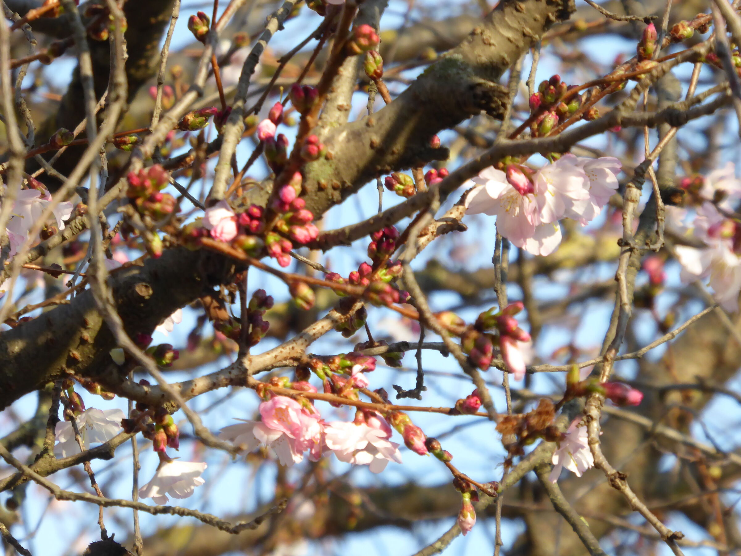 albero fiorito 1