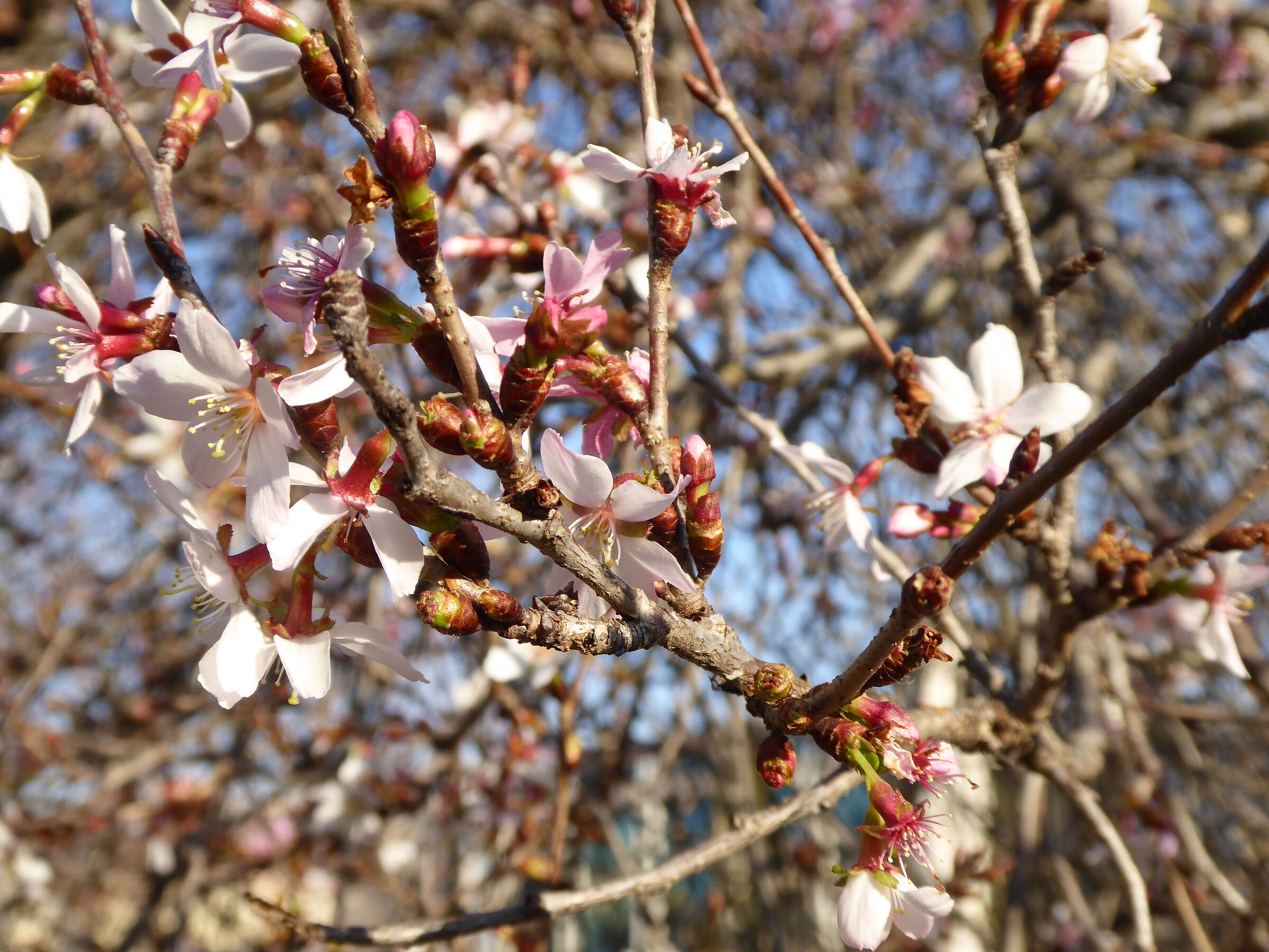 albero-fiorito-5