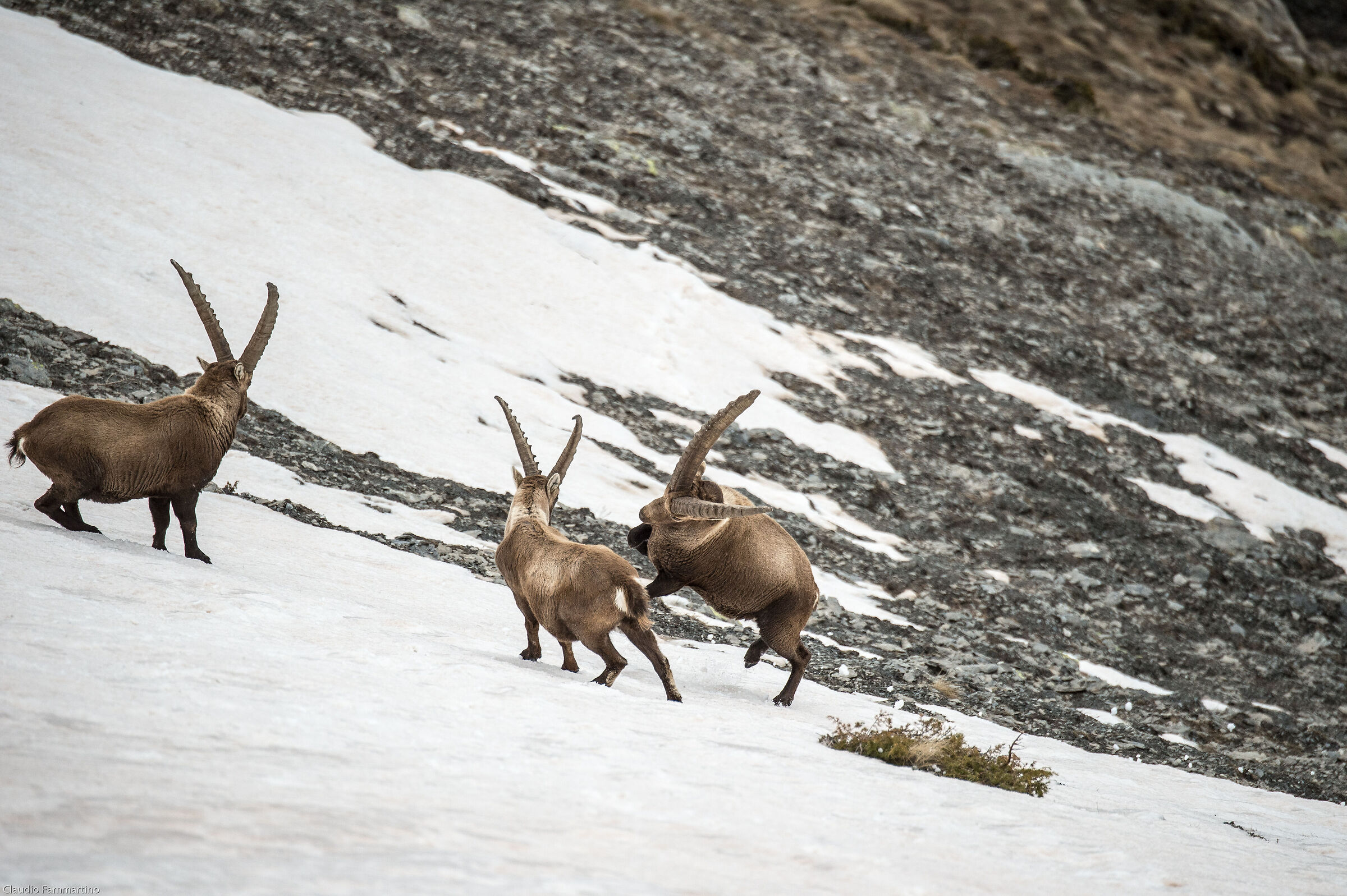 The Old Man's Attack