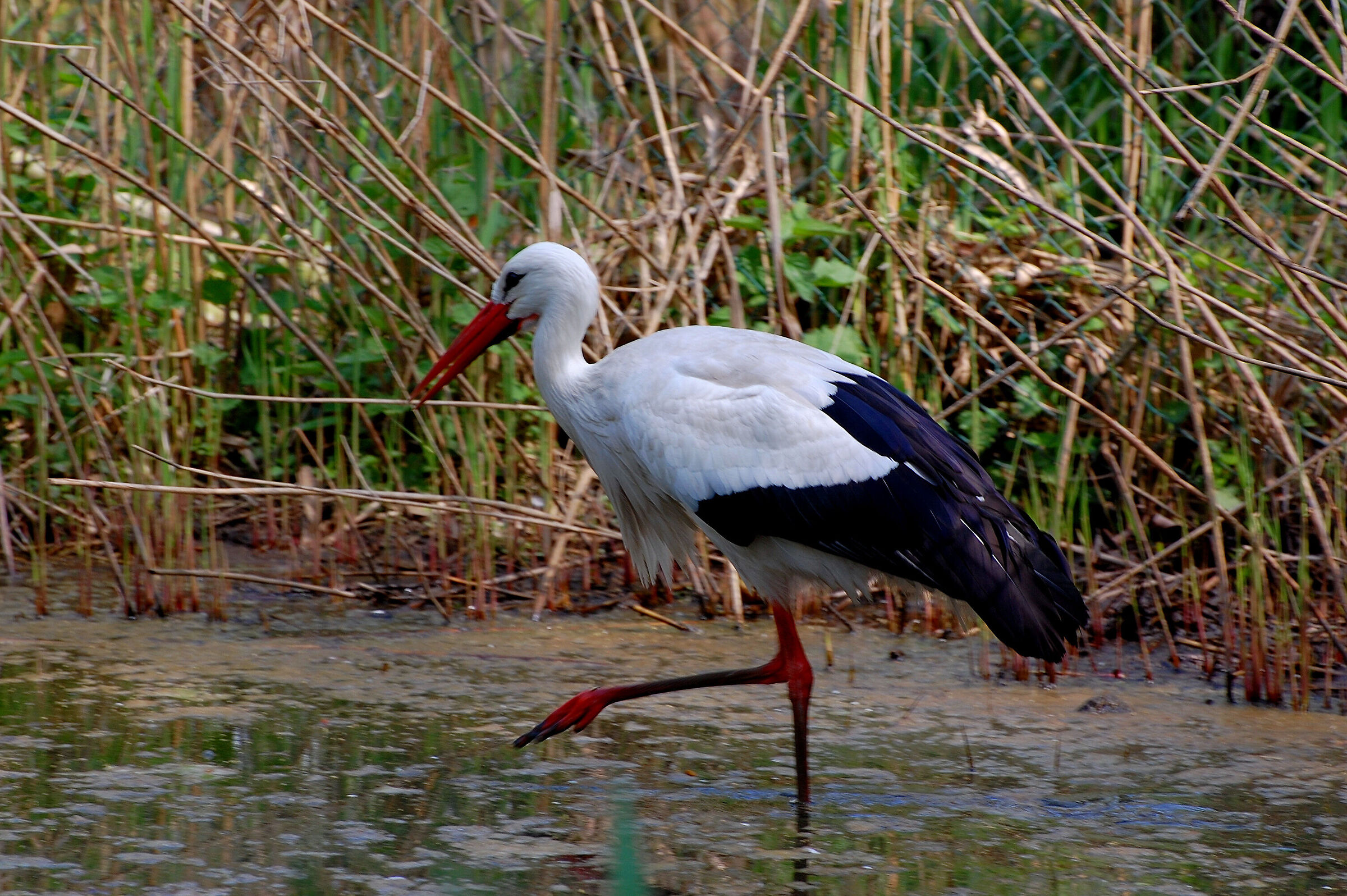 In search of some delicacies