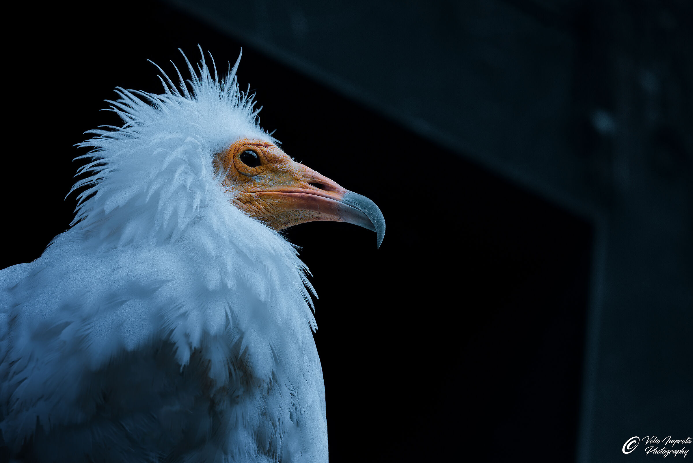 Nekhbet People's Republic