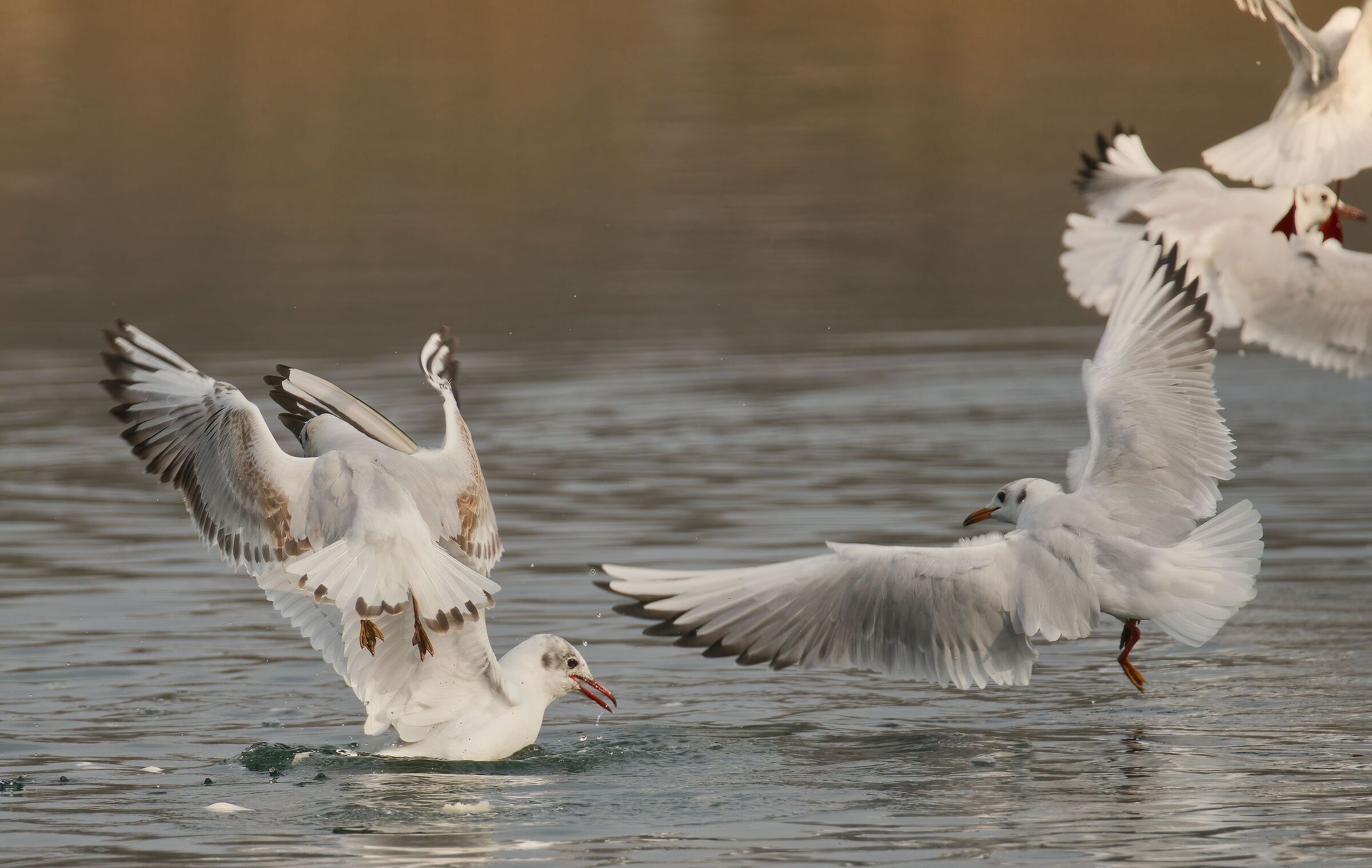 Il casino dei gabbiani