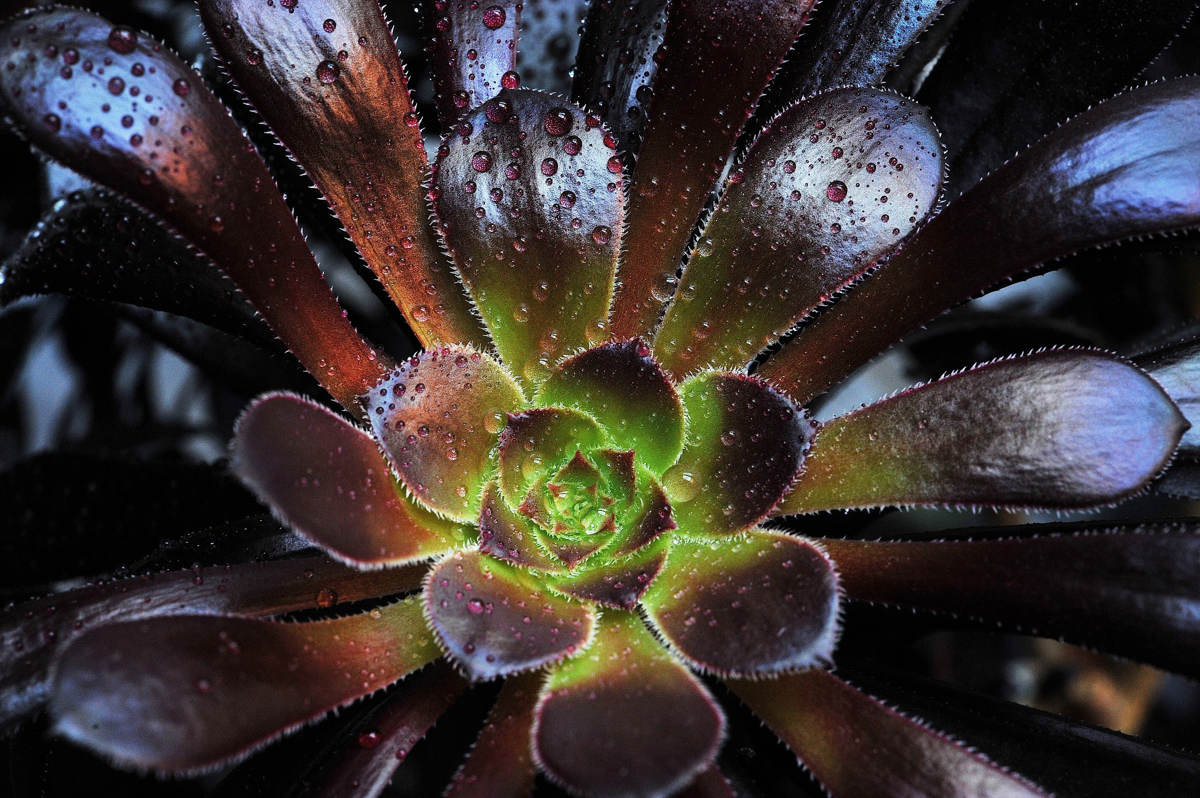 Aeonium Nigrum