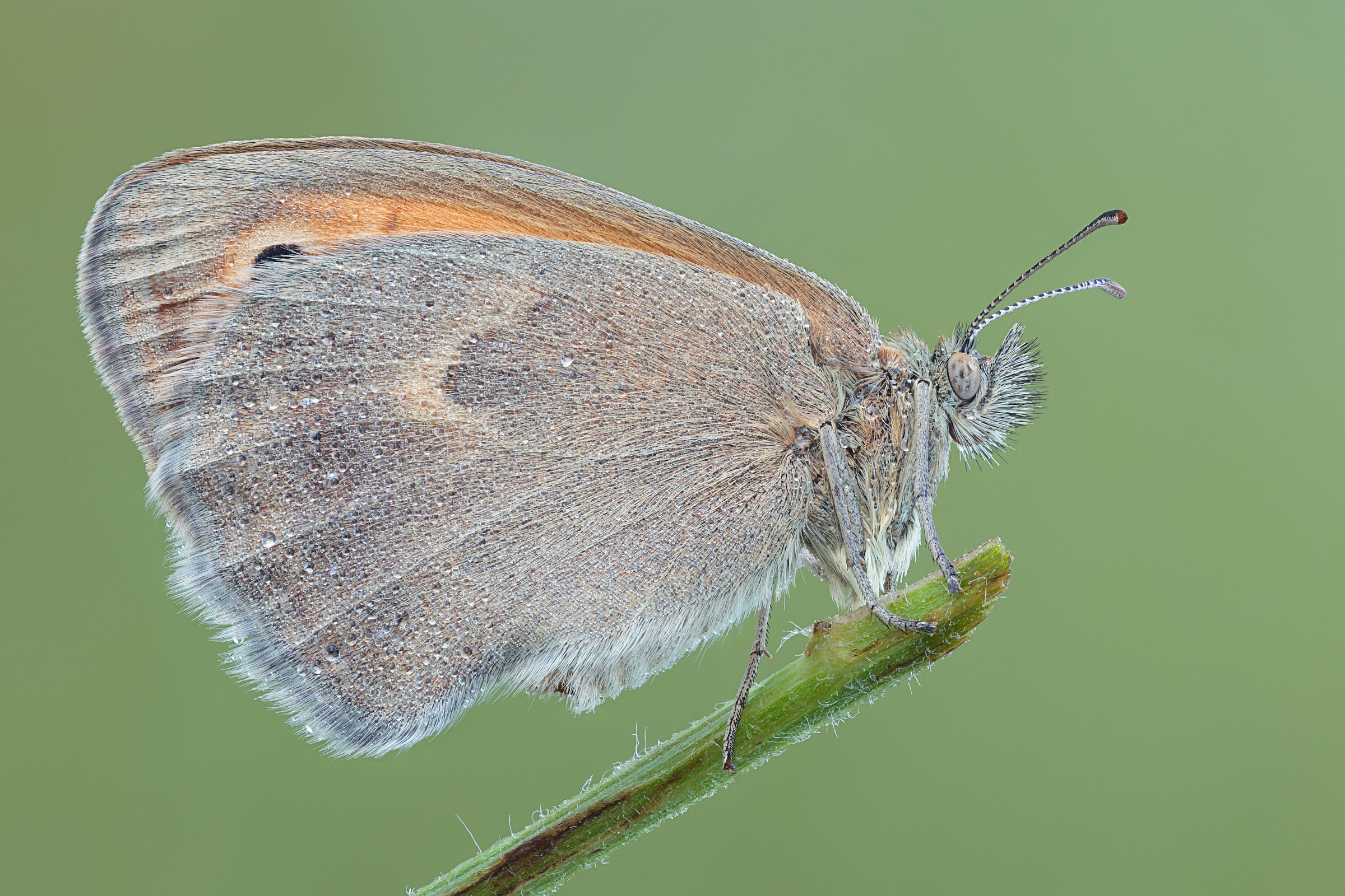 Coenonympha