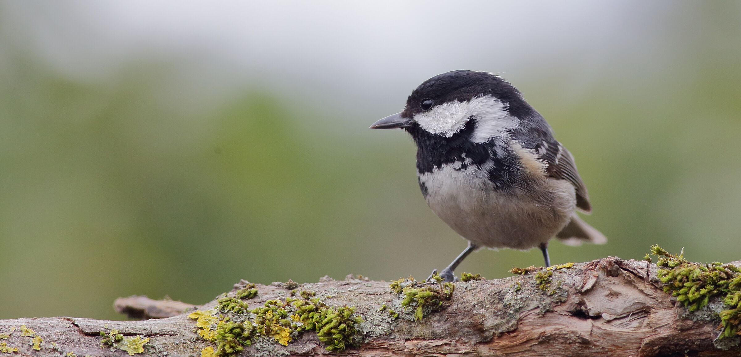 Black-bellied Paraus ater