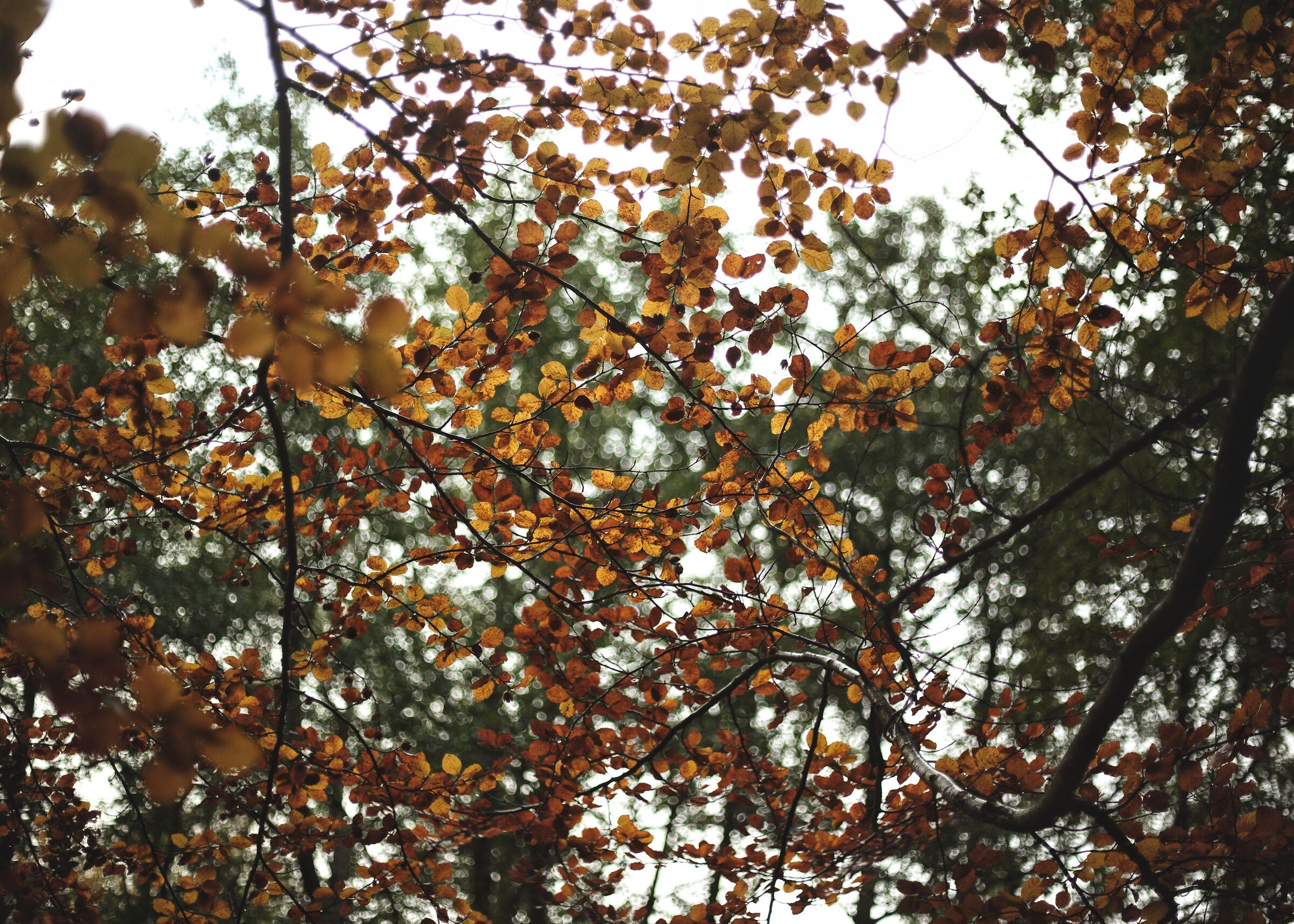 Foliage roof