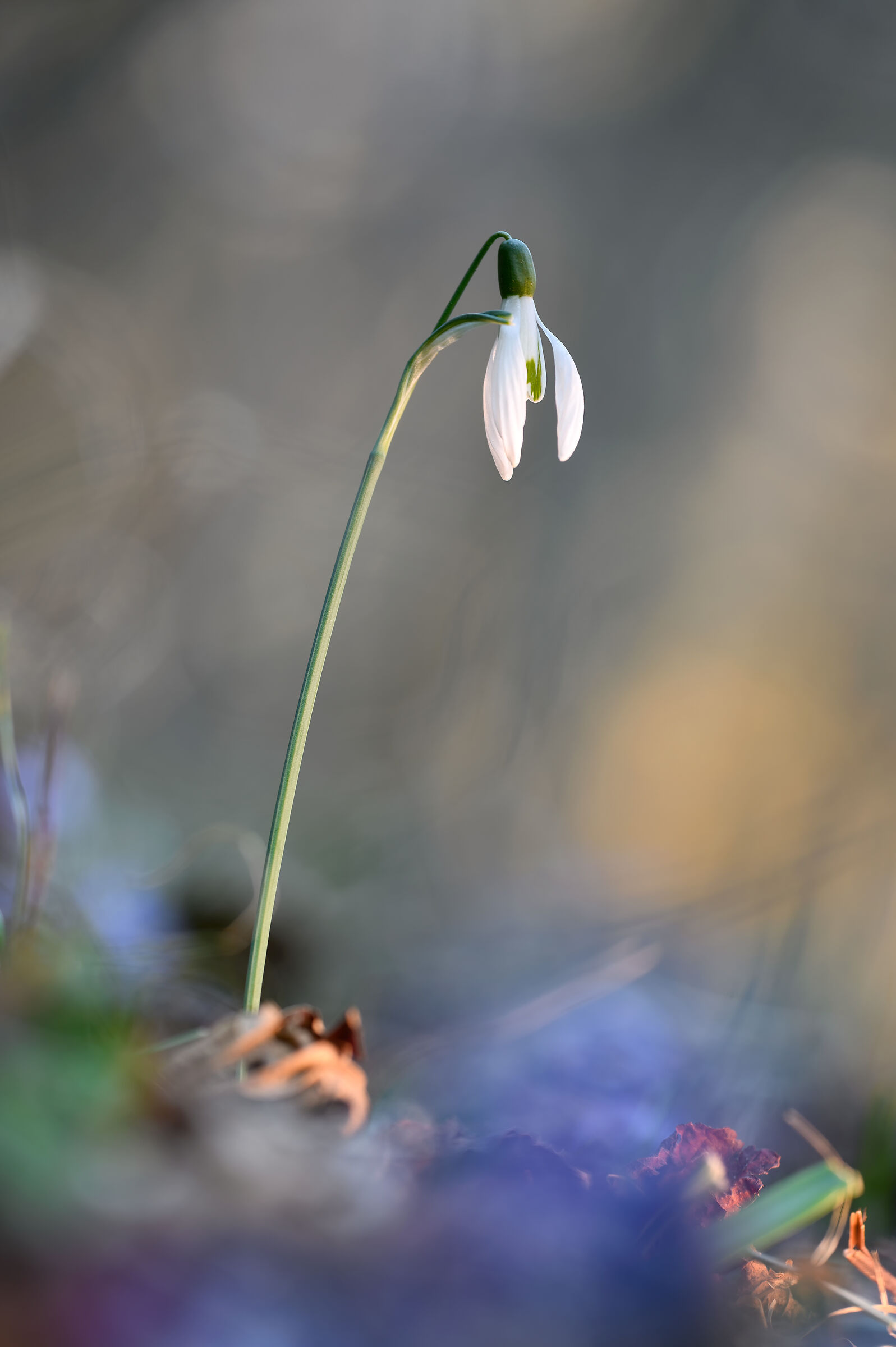Snowdrops