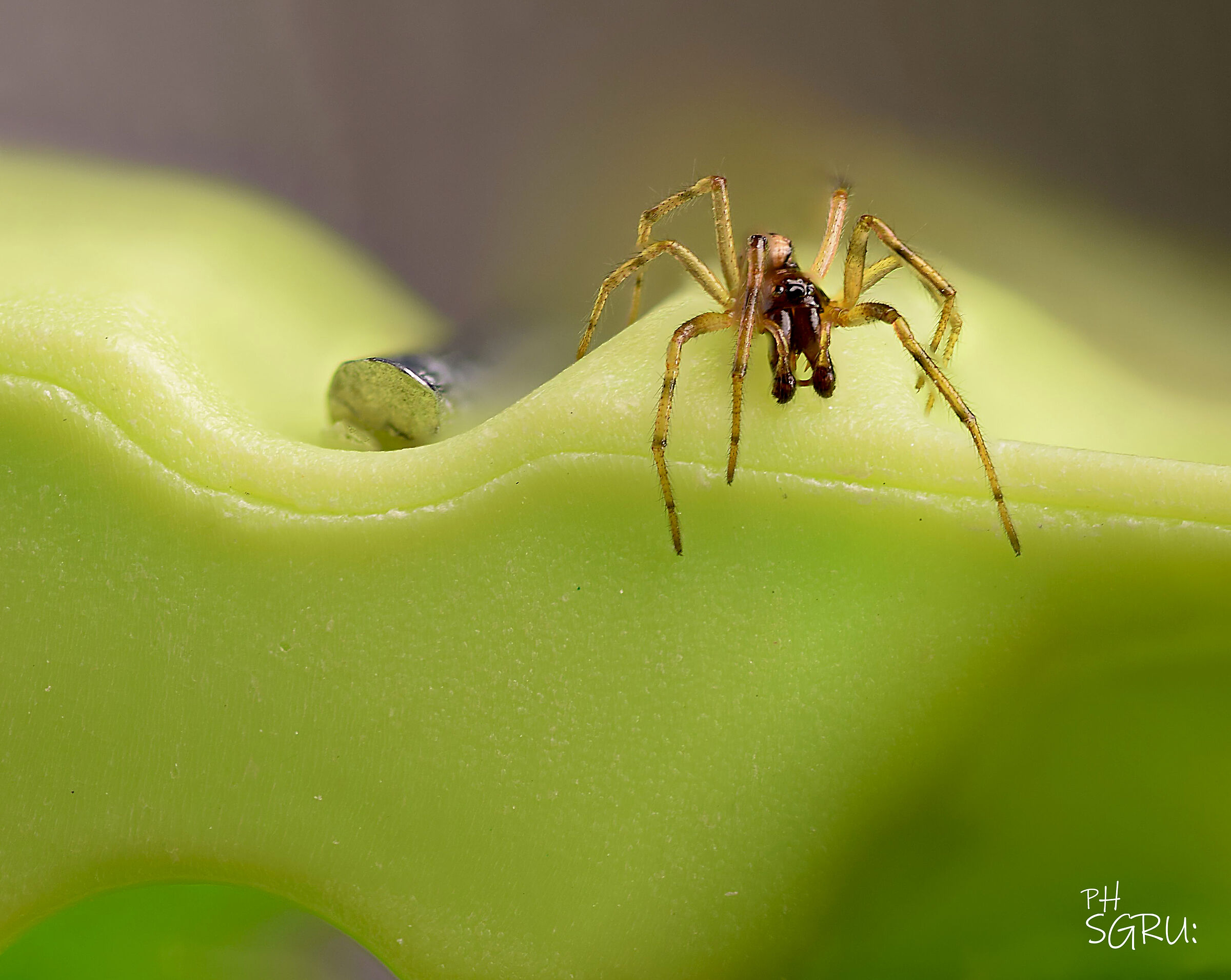 il ragno e la molletta