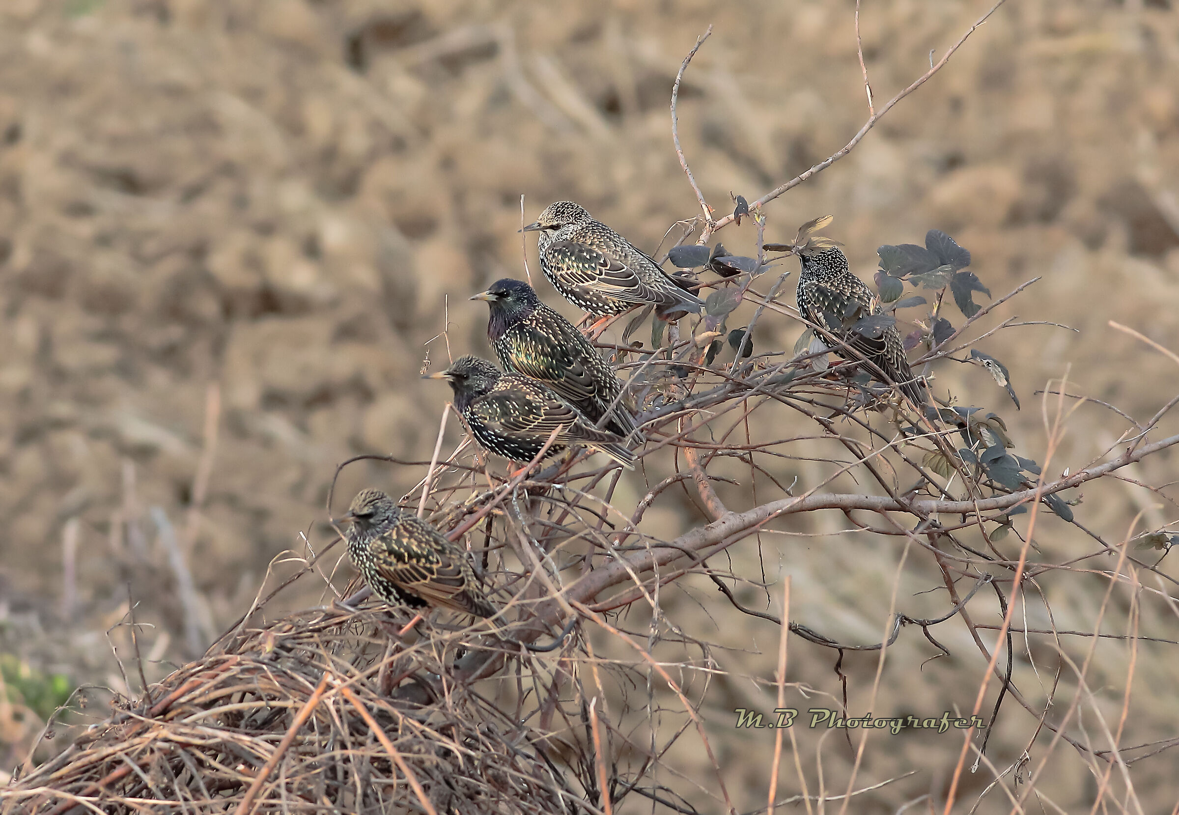 il raduno degli storni
