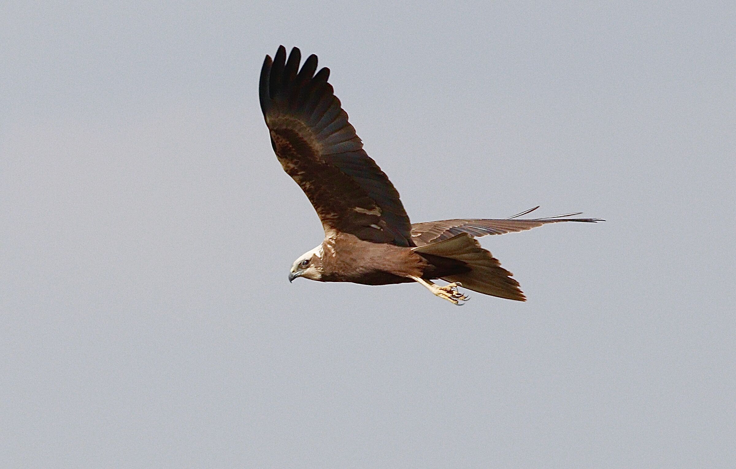 Falco di palude
