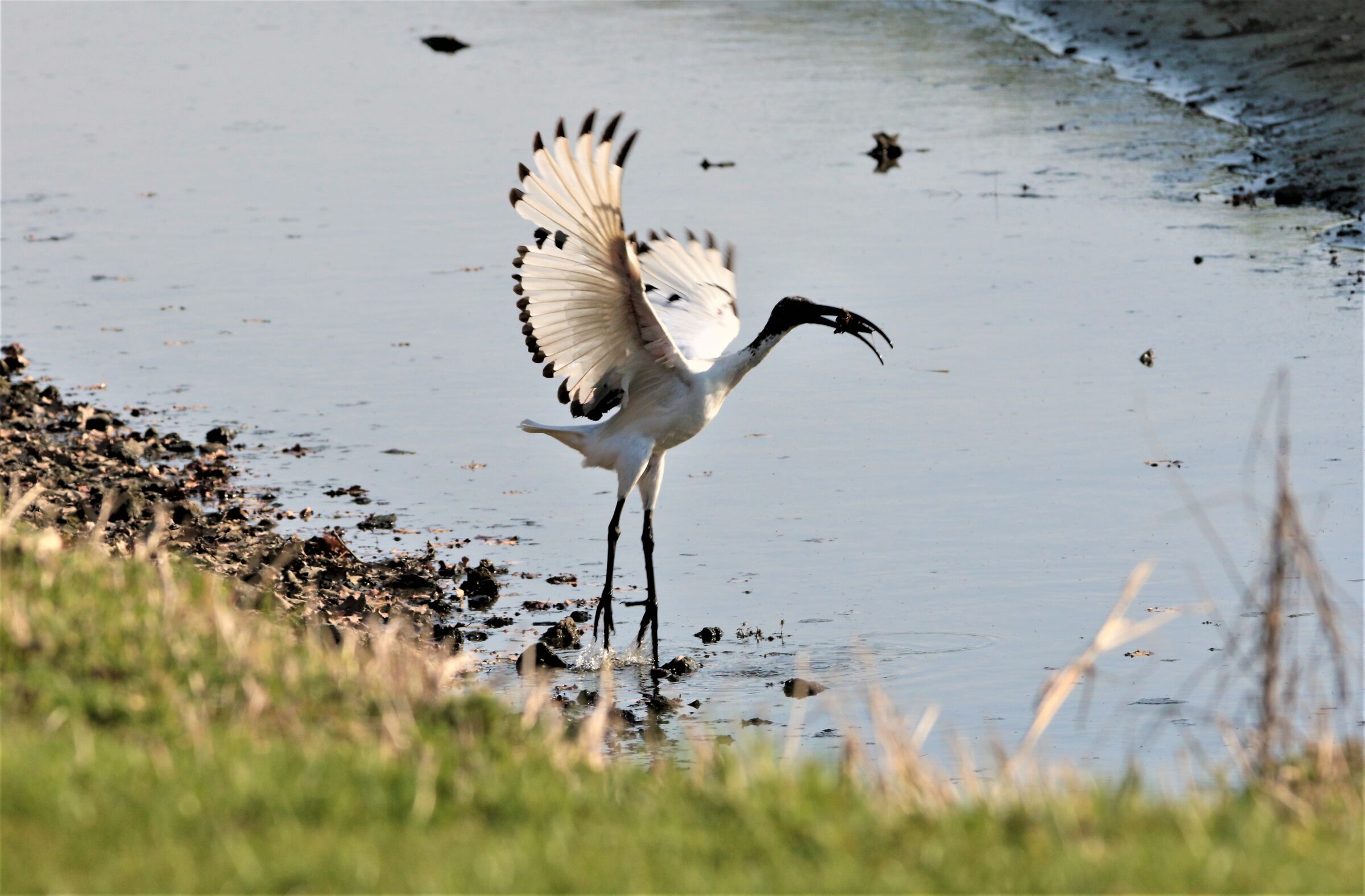 ibis