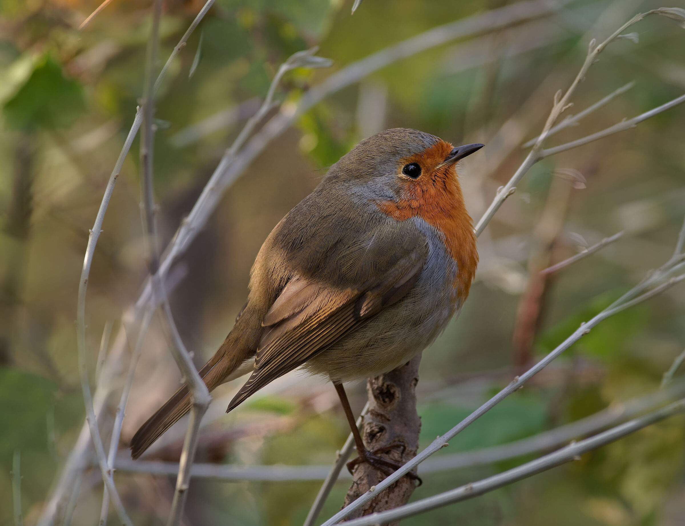 Rubekolo Municipality