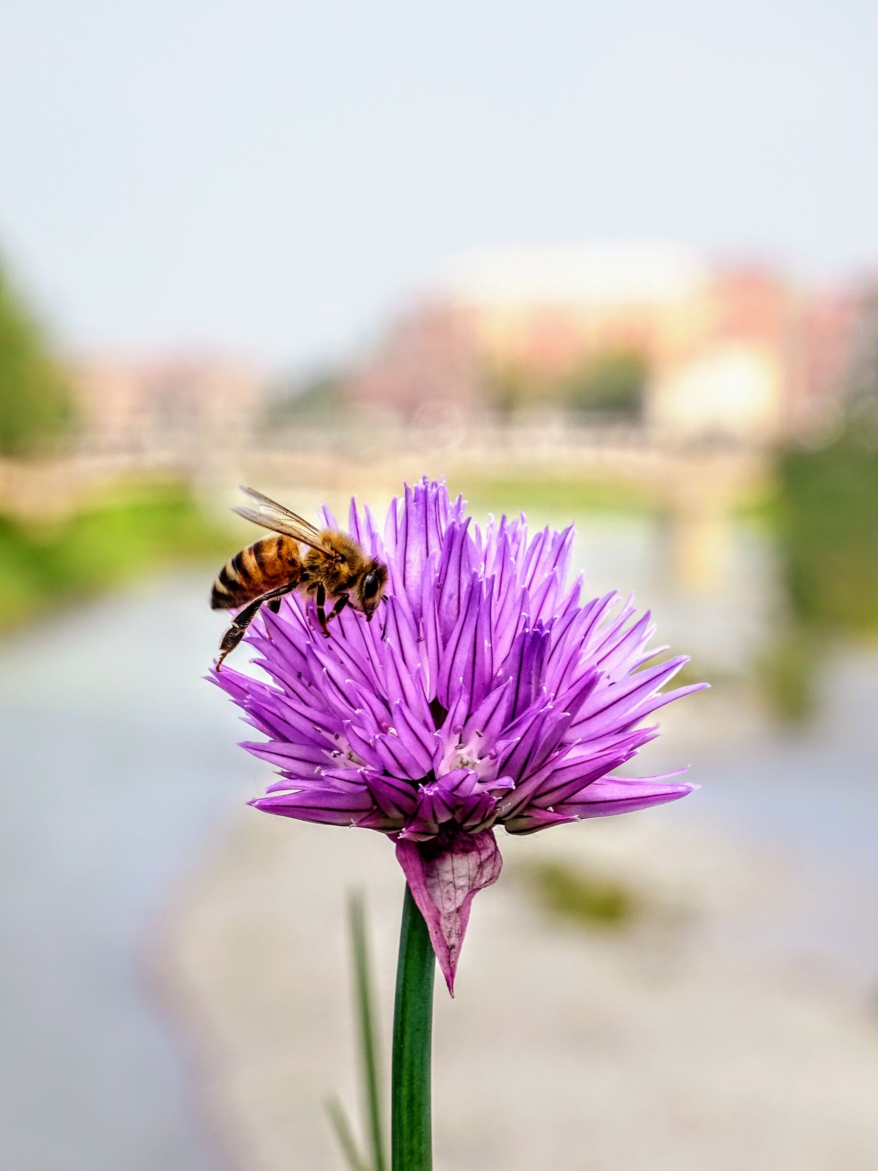 Nettare di primavera