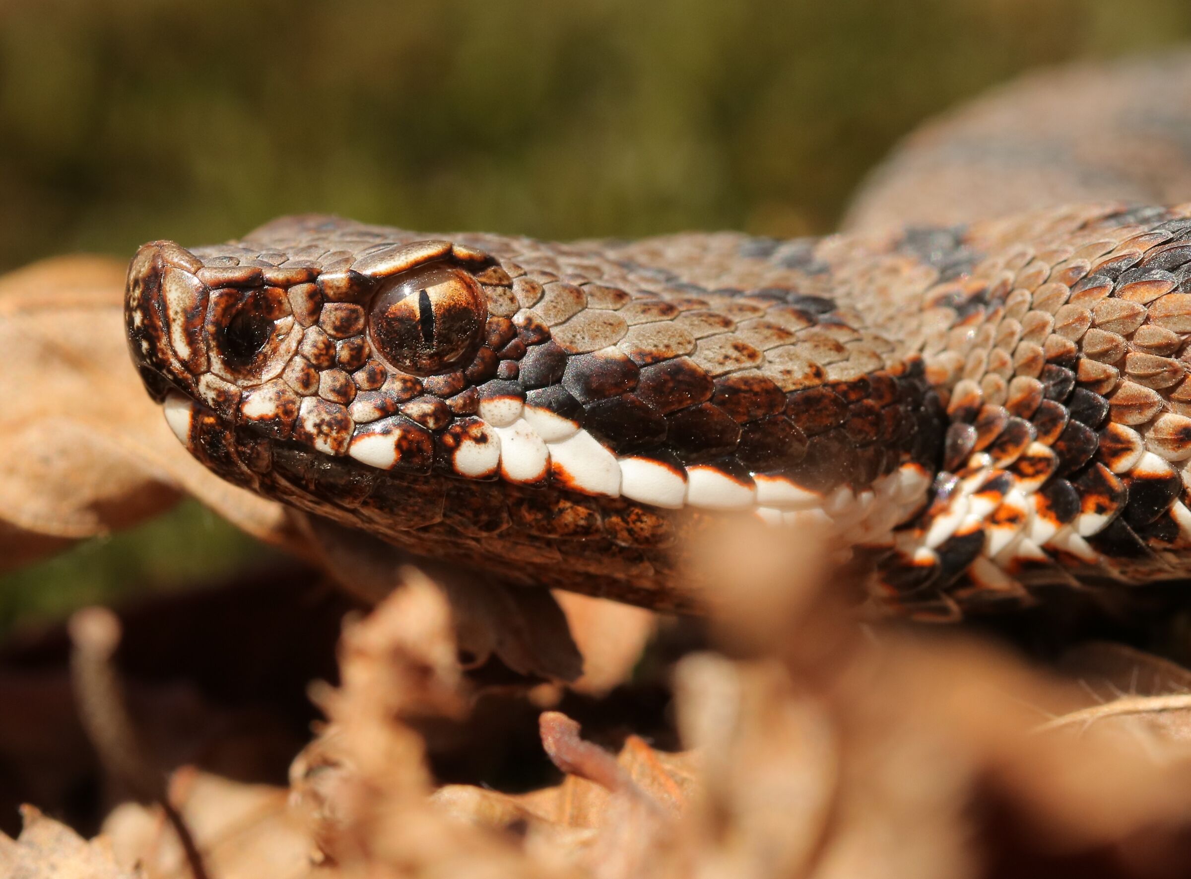 Vipera aspis aspis francisciredi, maschio