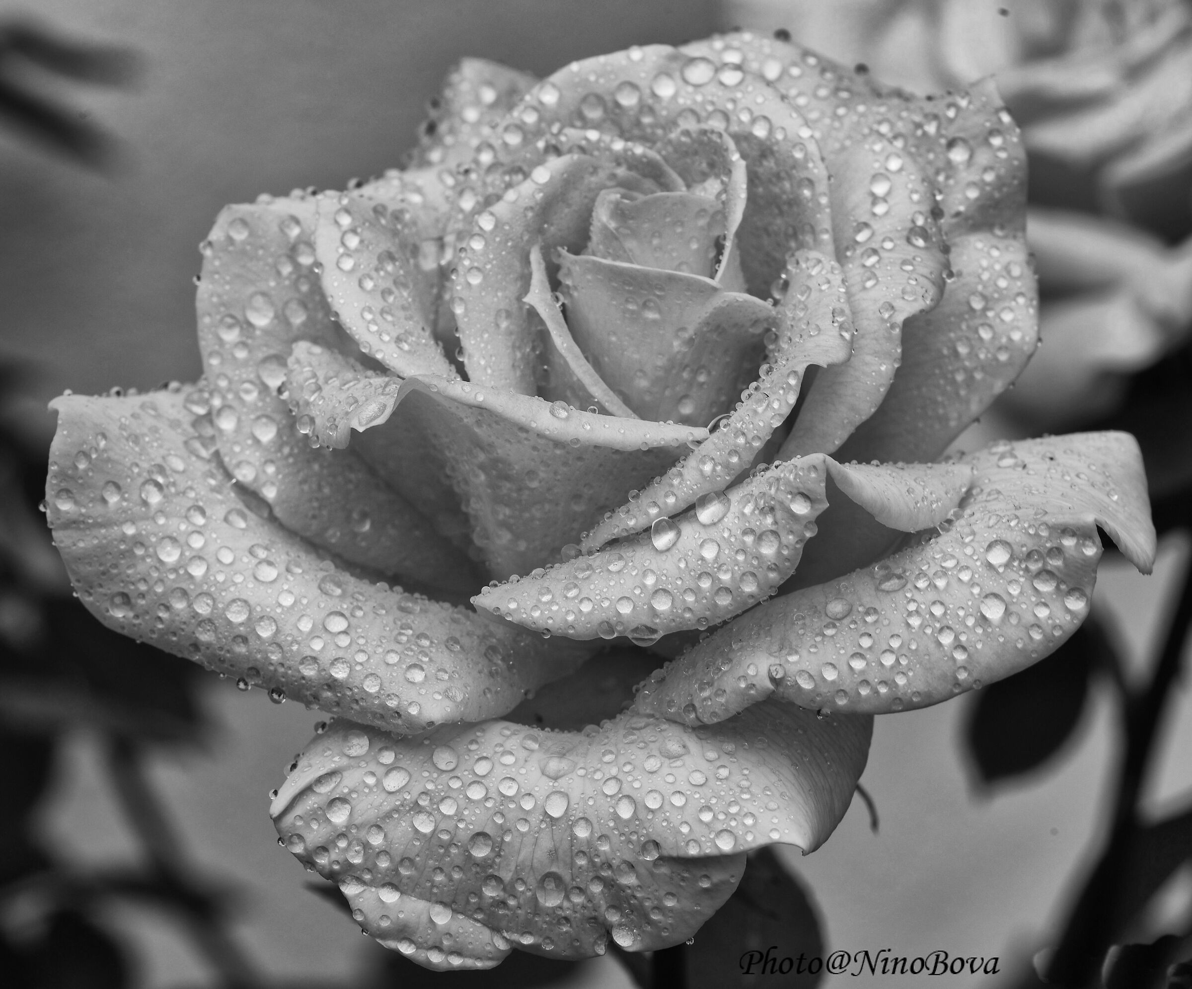 pink in BW