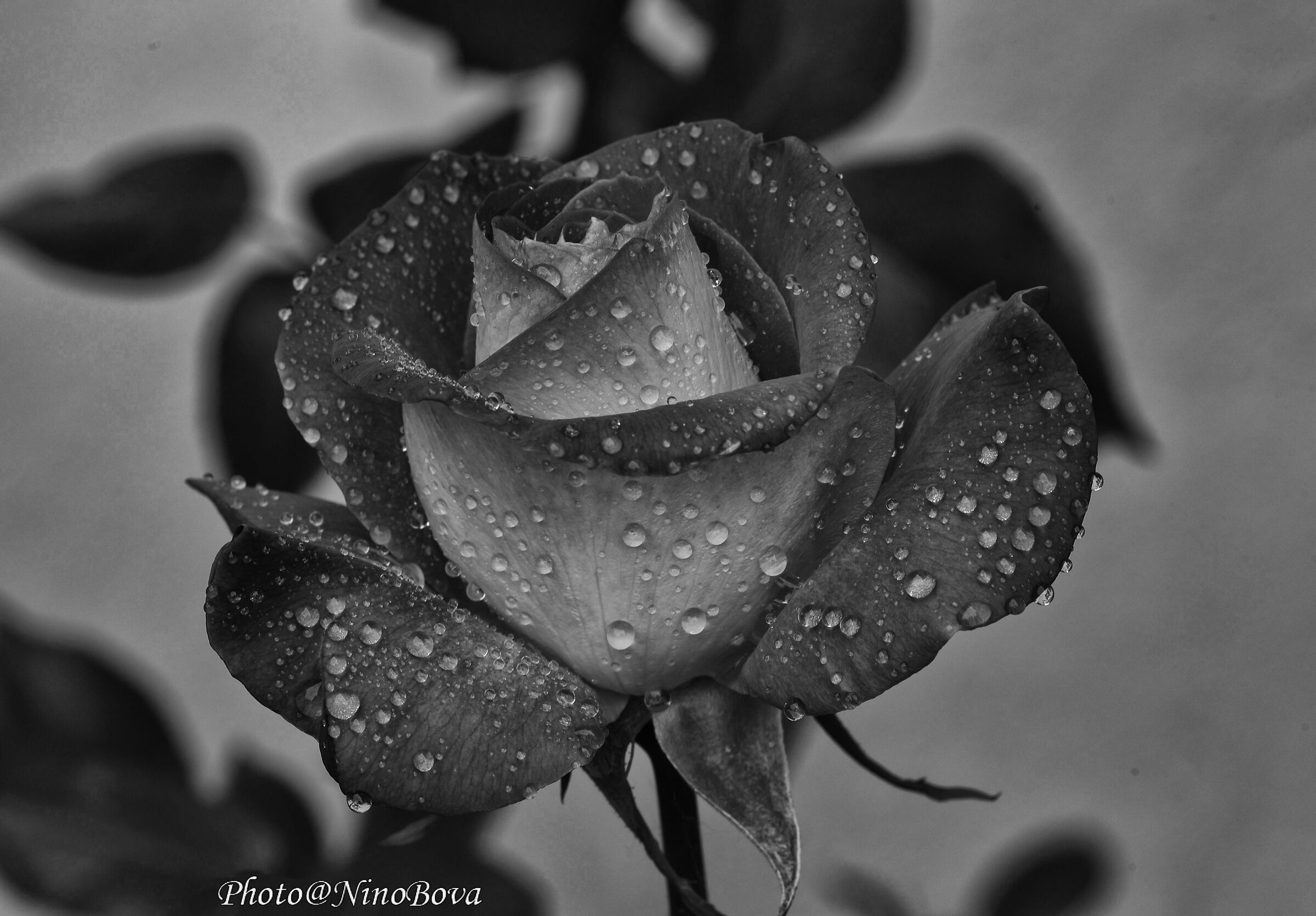 pink3 in BW