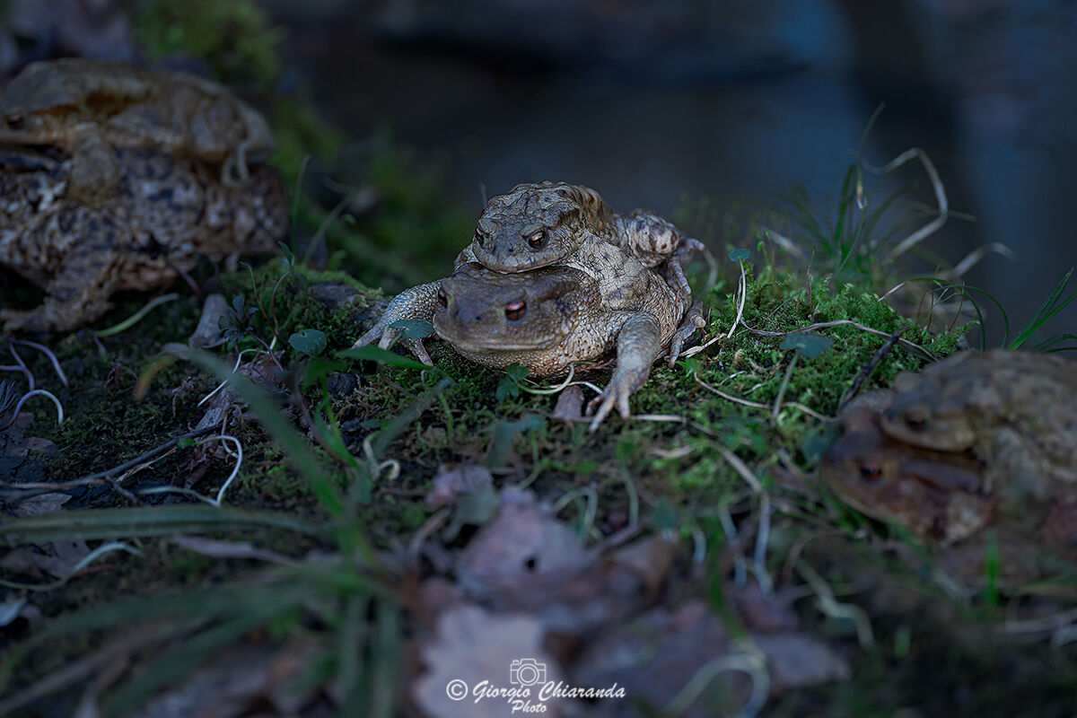 Beautiful or ugly love fans him all