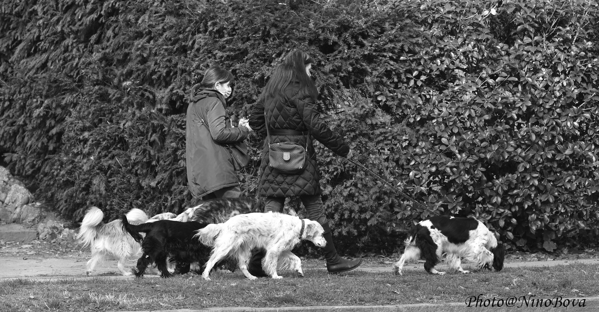 walking with dogs in BW