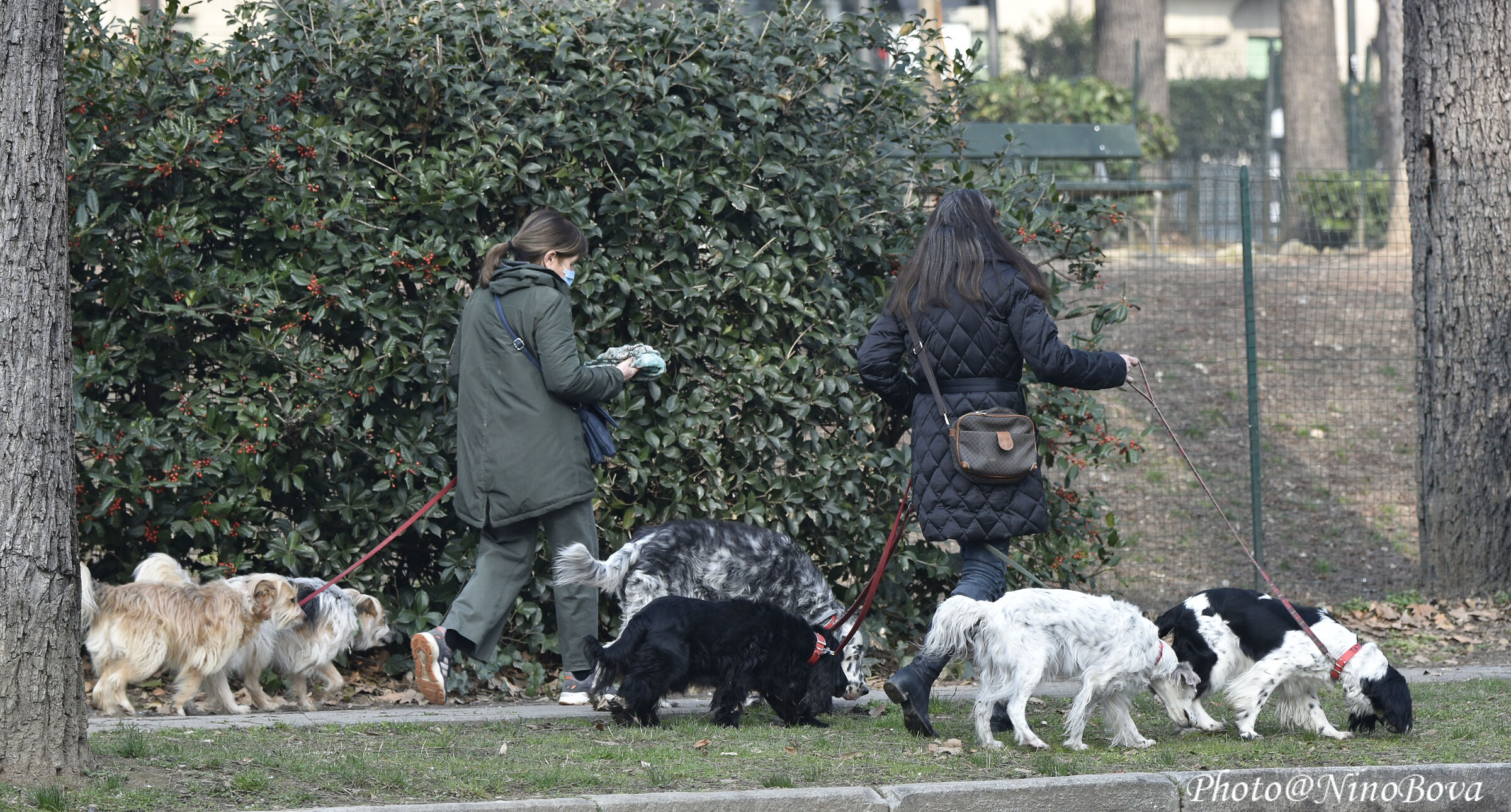 walking with dogs in color