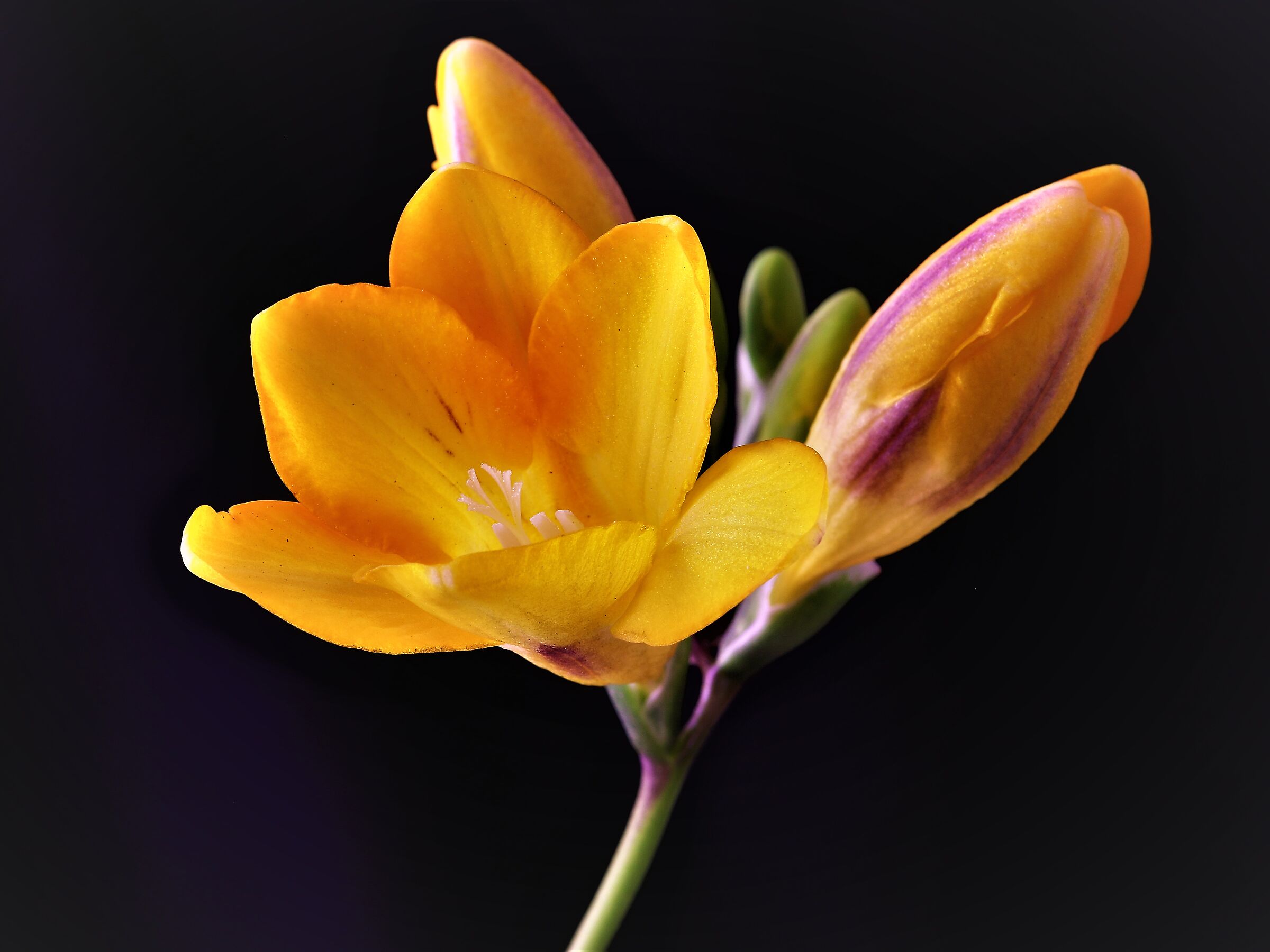 Freesia