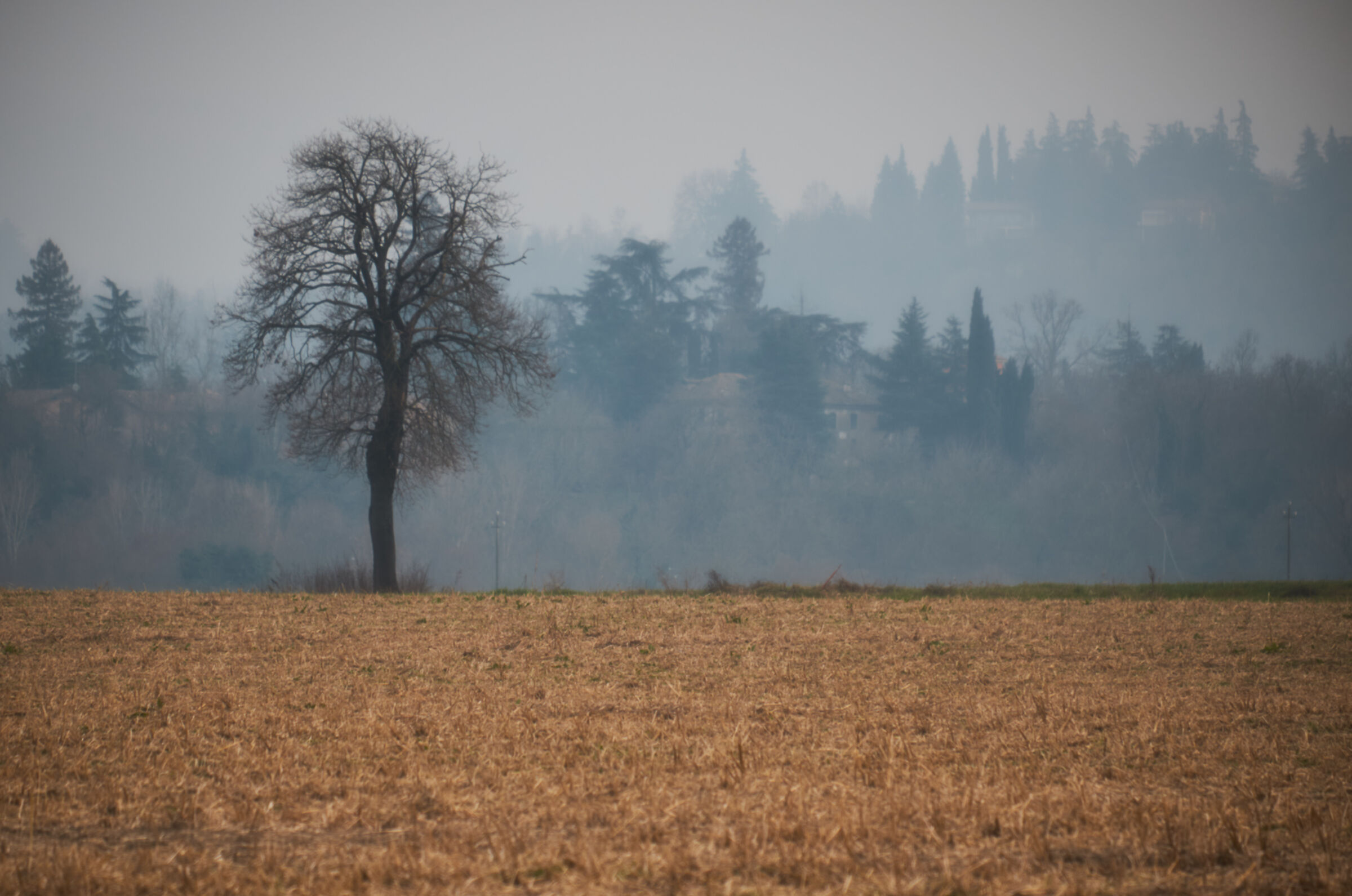 Alberi in solitaria 2