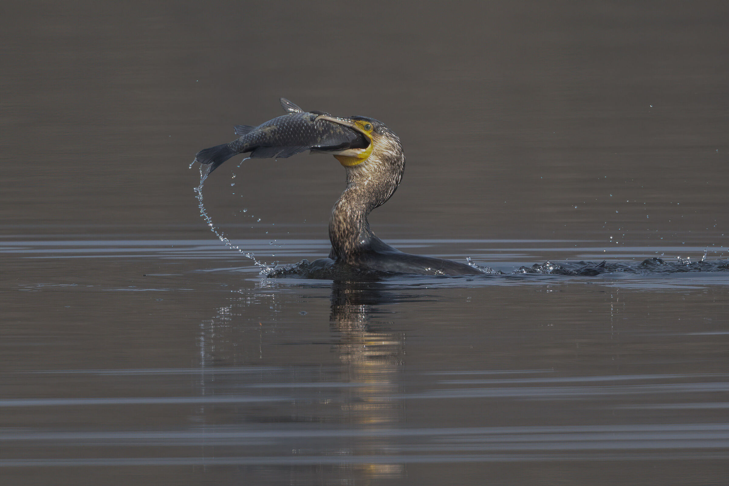 la colazione del cormorano....