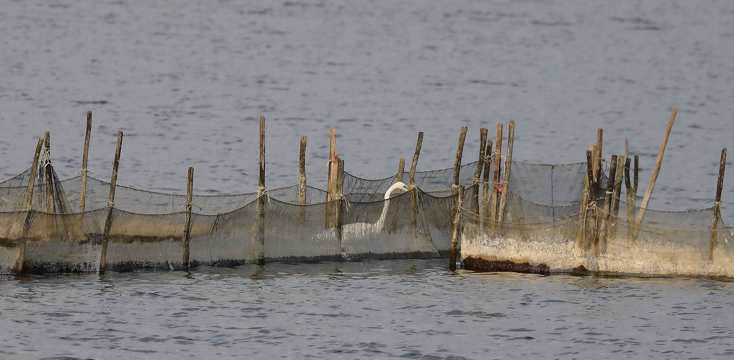 Airone bianco a pesca...