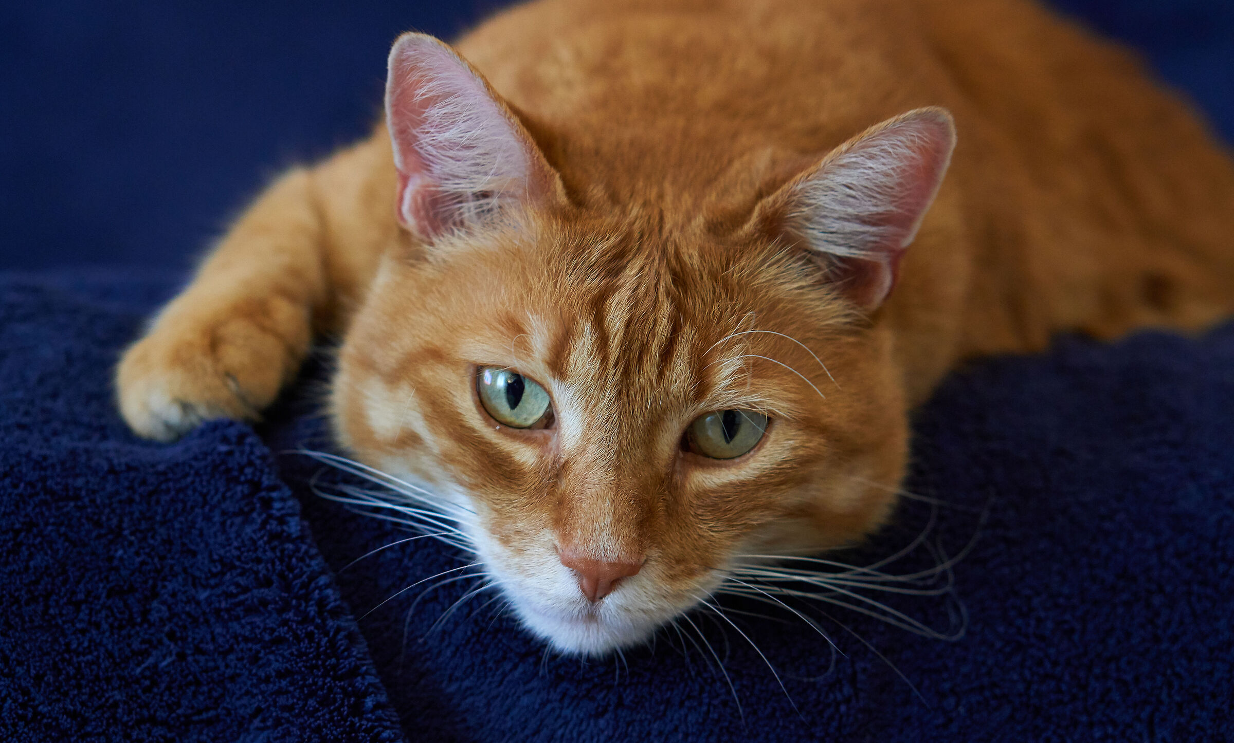 Gatto su coperta blu