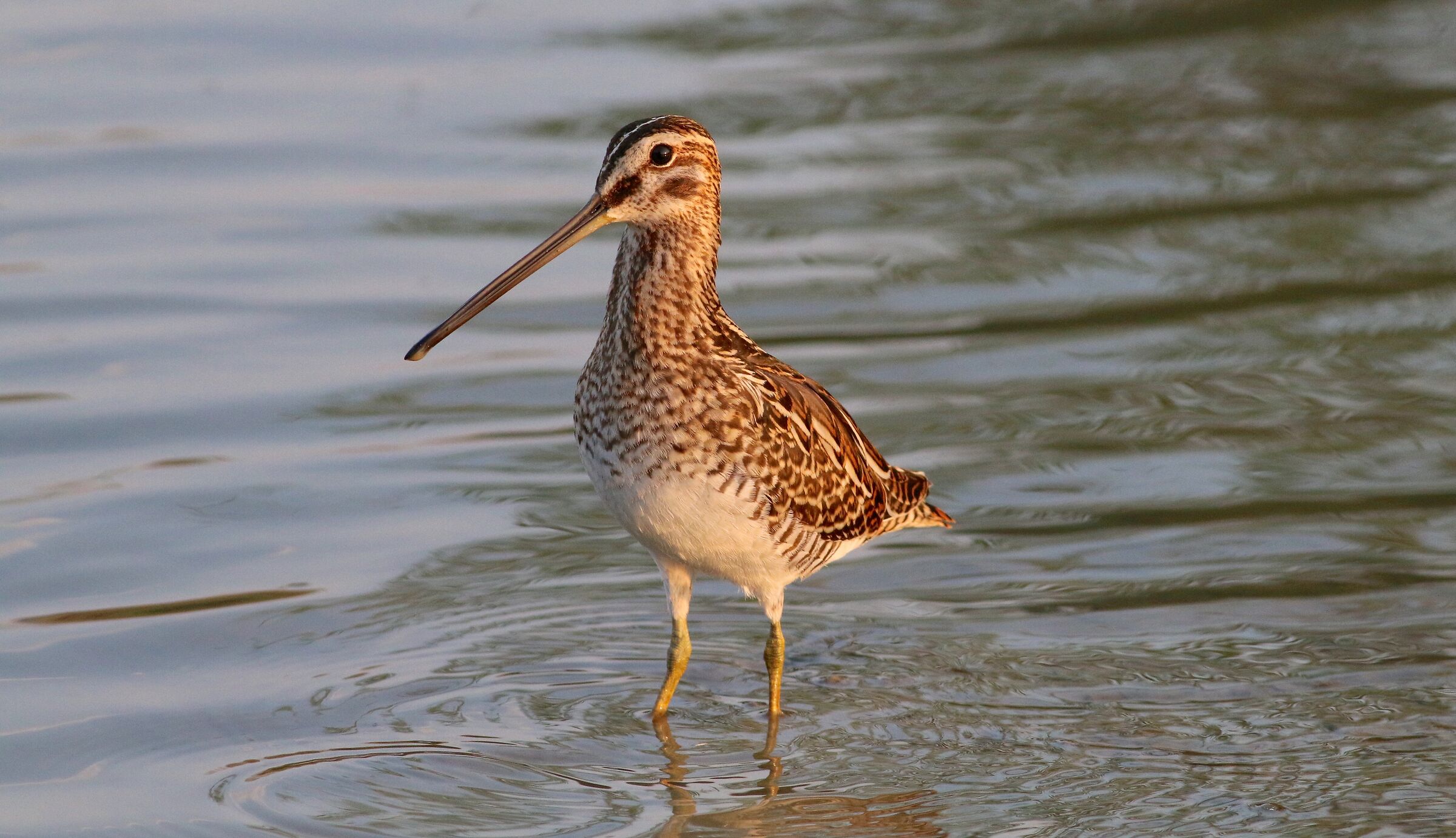 Beccaccino al Tramonto