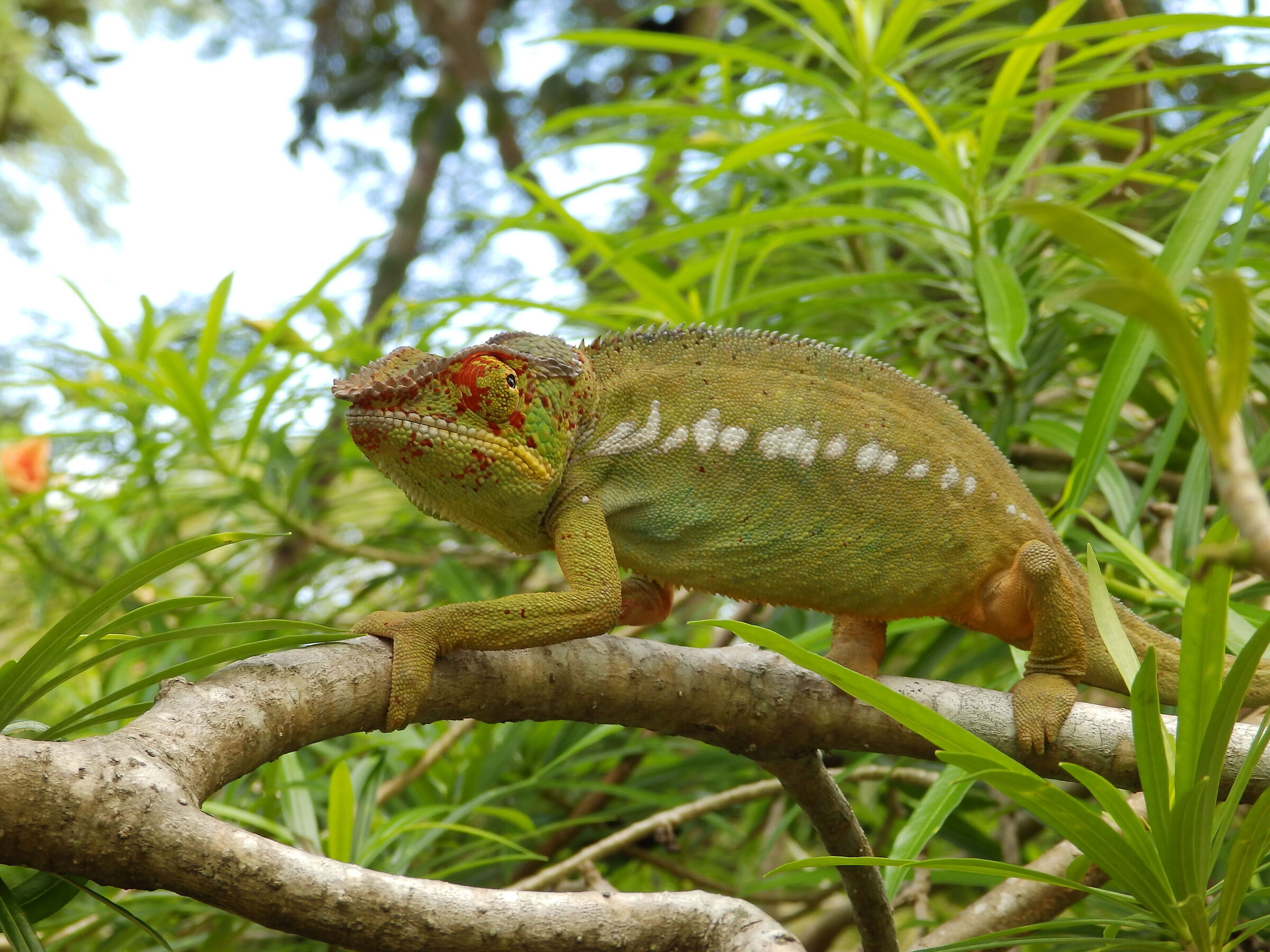 Camaleonte in Madagascar