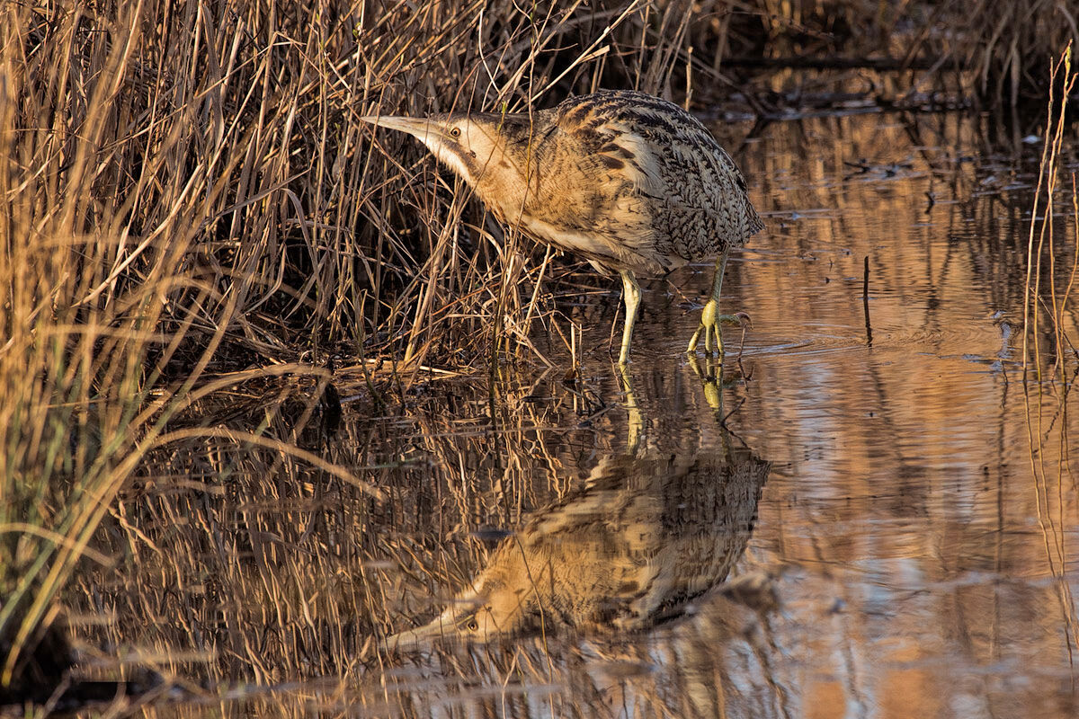 Tarabuso.....questa volta si è fatto....vedere