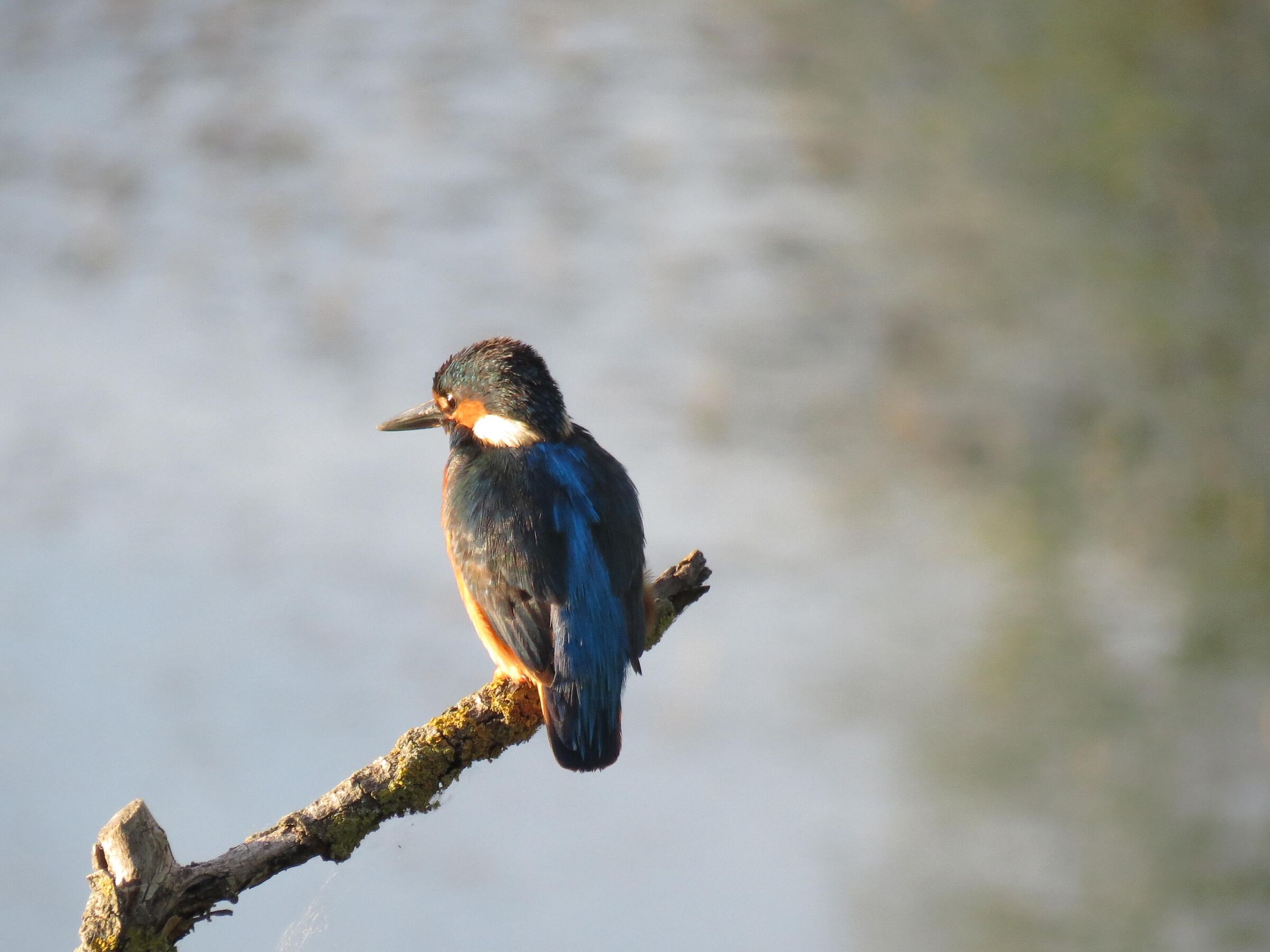 kingfisher at sunset