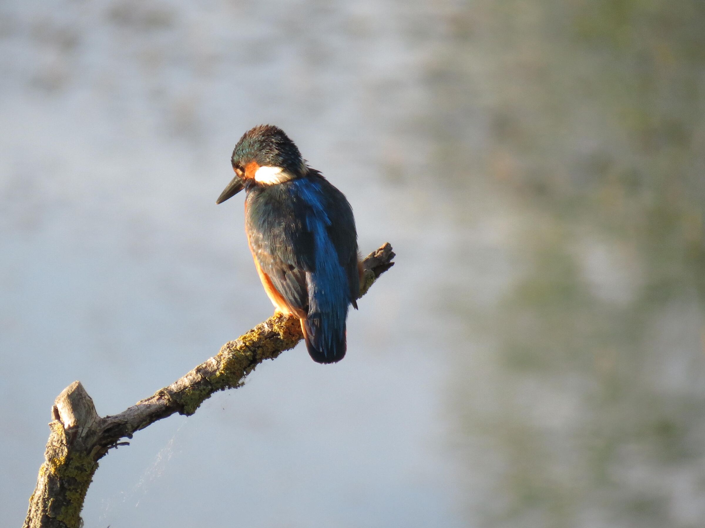 Kingfisher