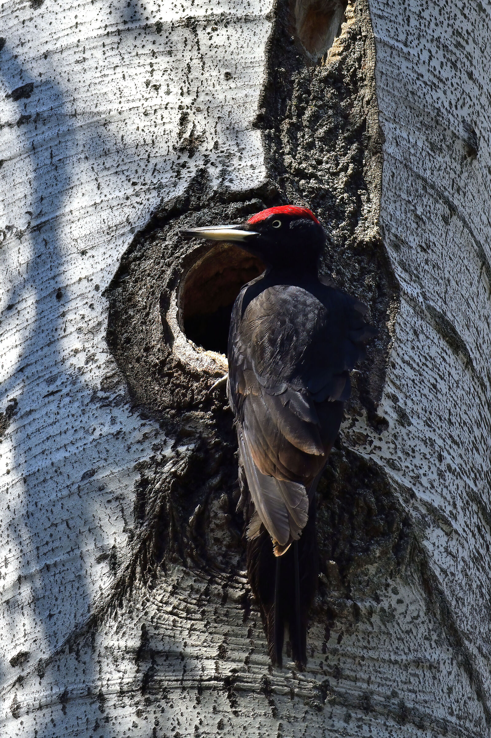 Dryocopus martius - (picchio nero)
