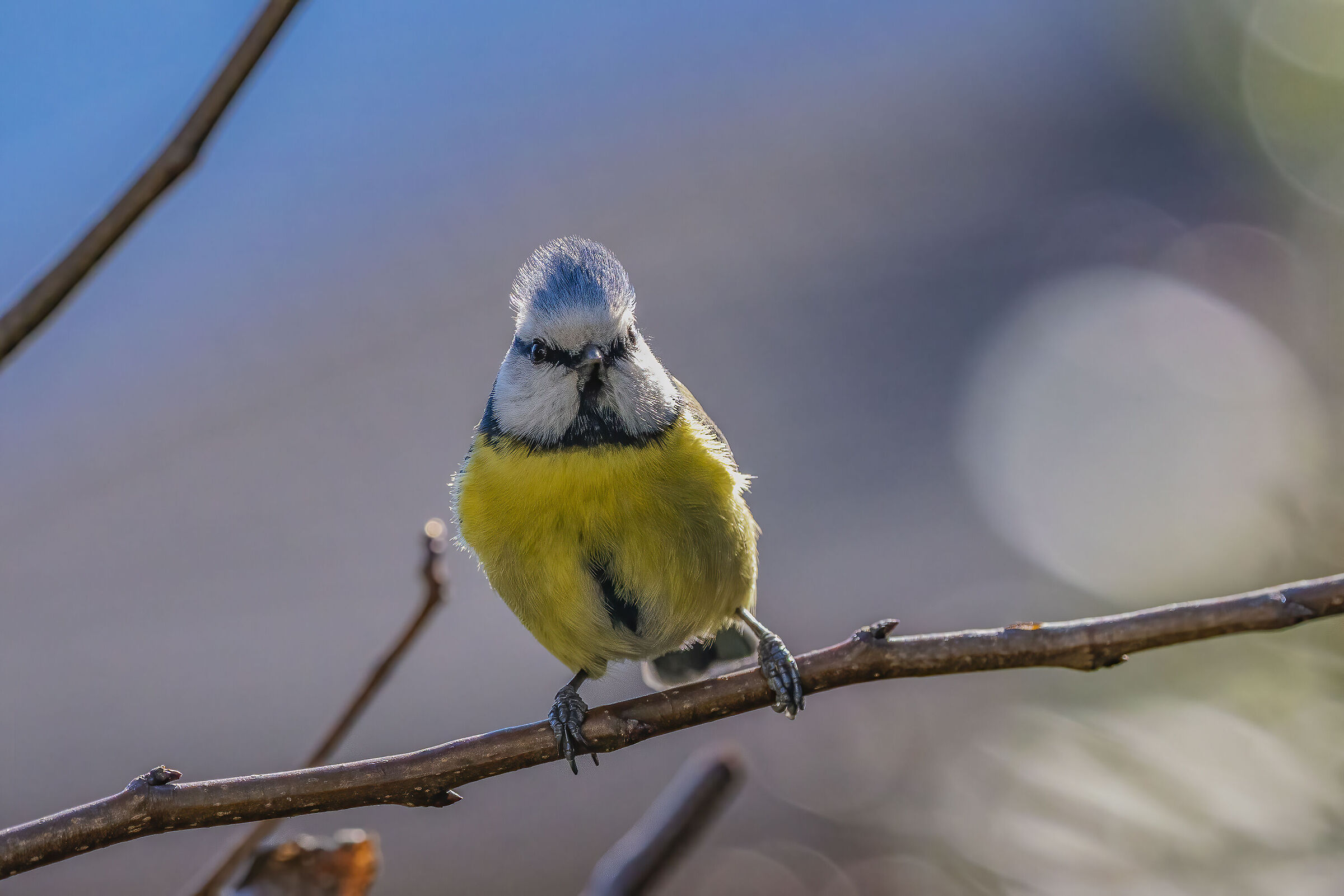 Cincia out of the house