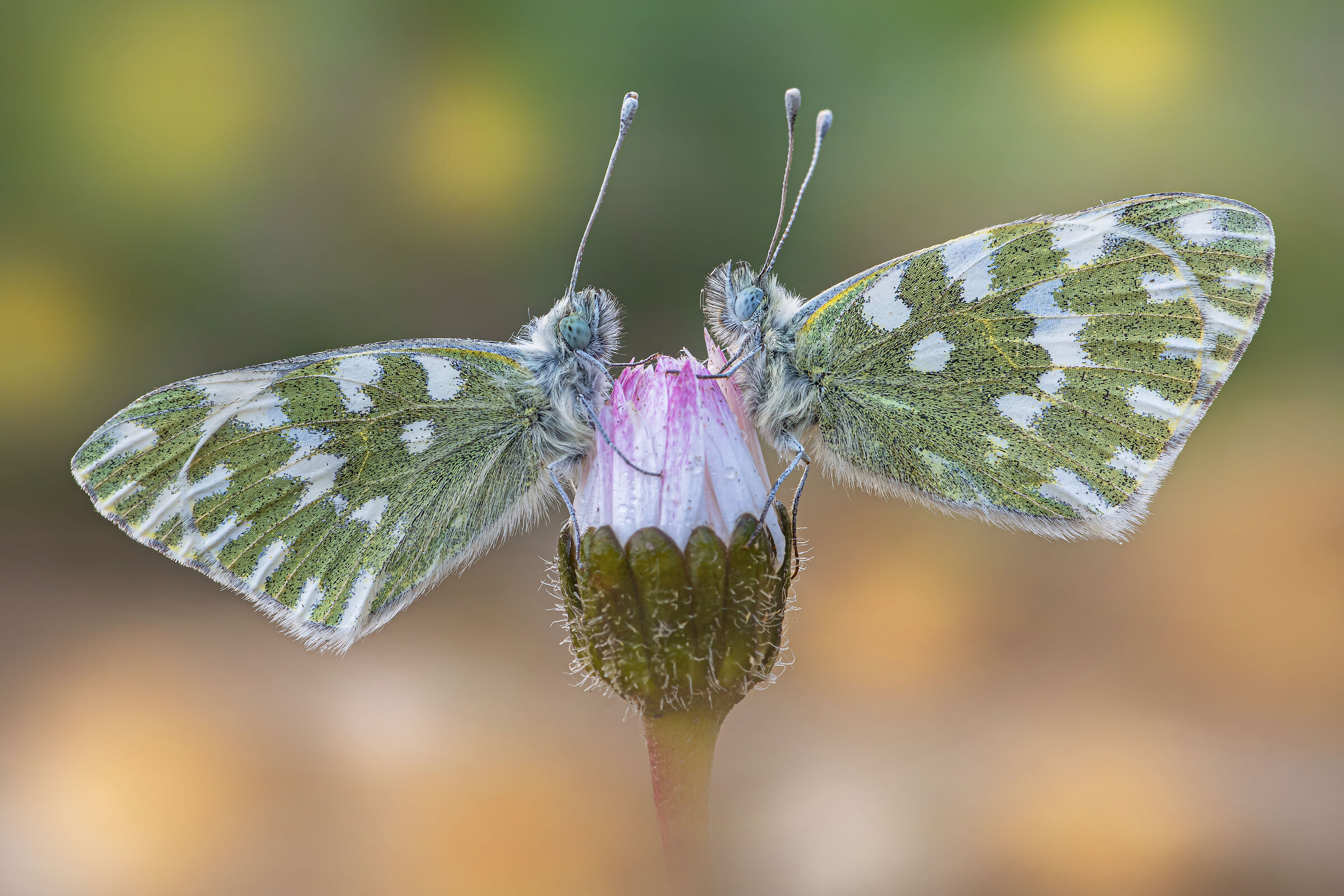 Pontia edusa (Fabricius, 1777)