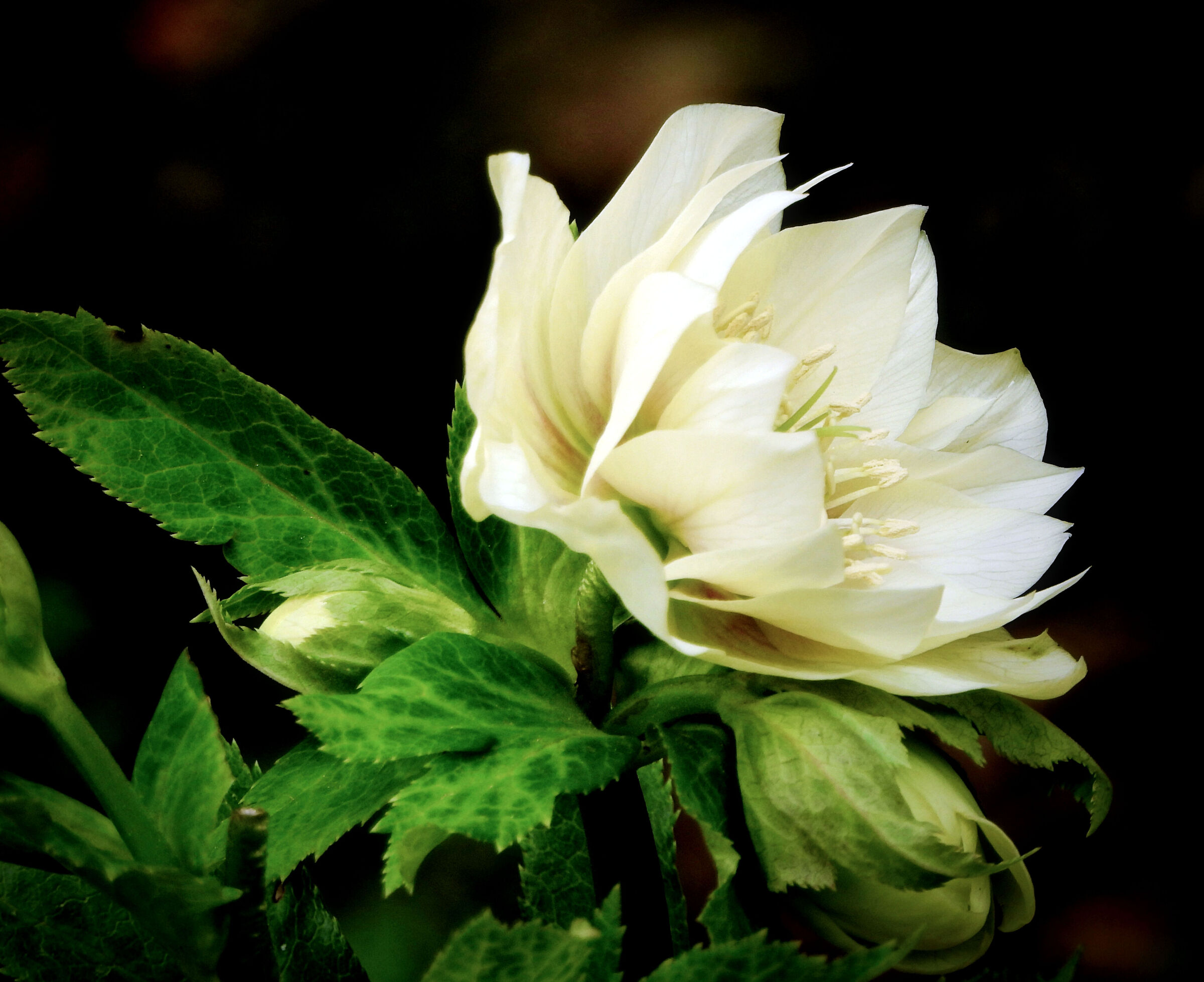 Double cream helleborus
